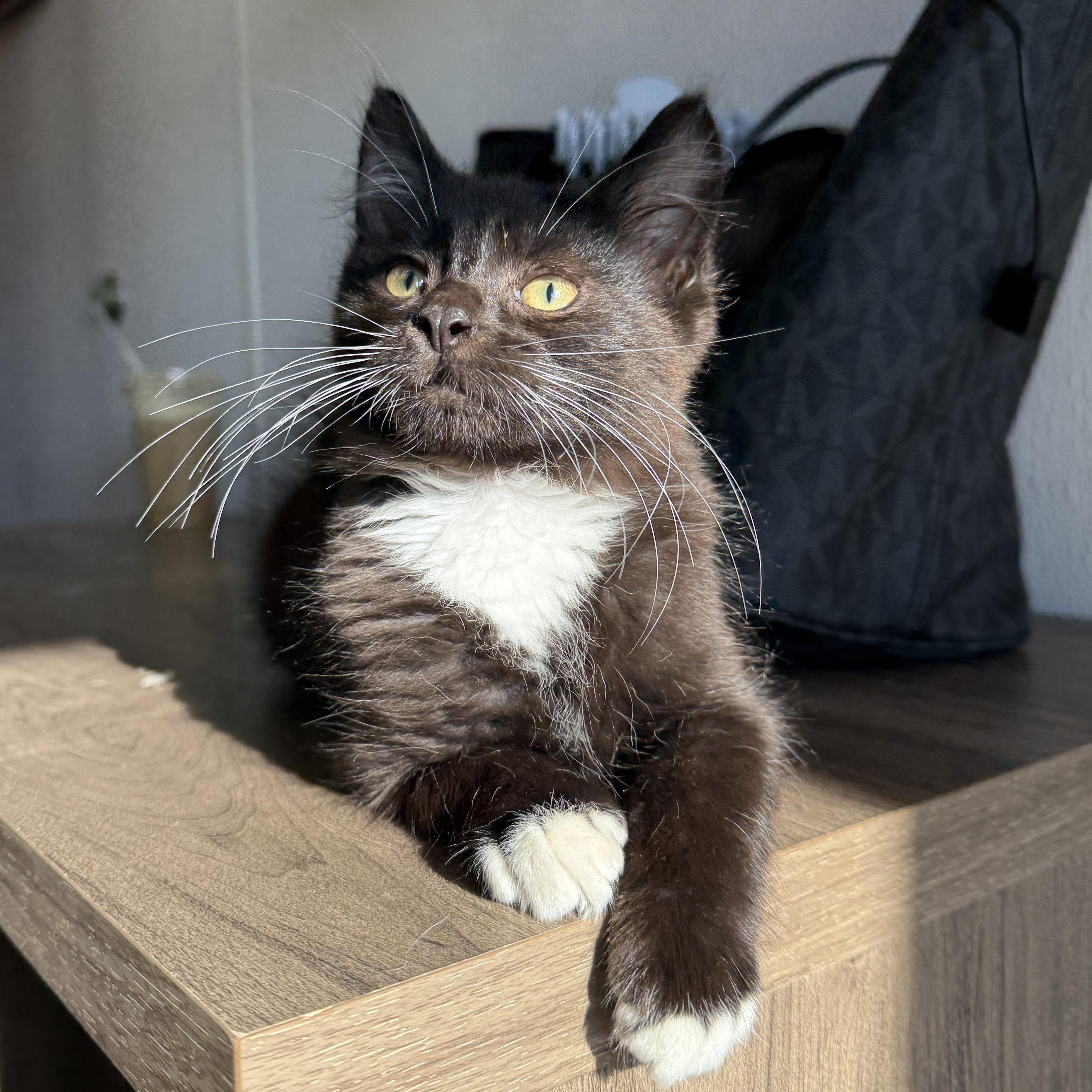 Enlarge Slippers, a Adoptable Domestic Medium Hair in Oconto, WI image 3/4