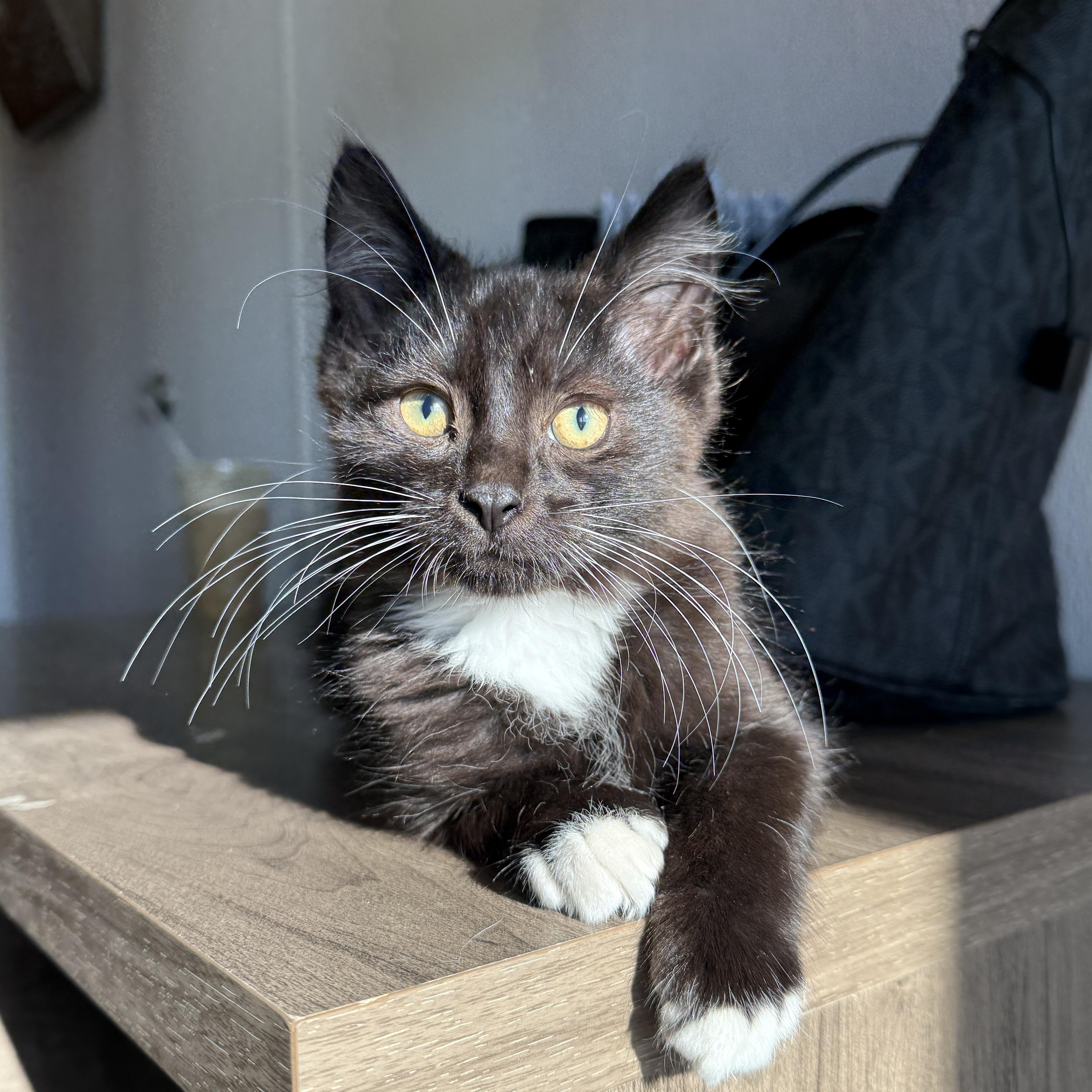 Enlarge Slippers, a Adoptable Domestic Medium Hair in Oconto, WI image 2/4