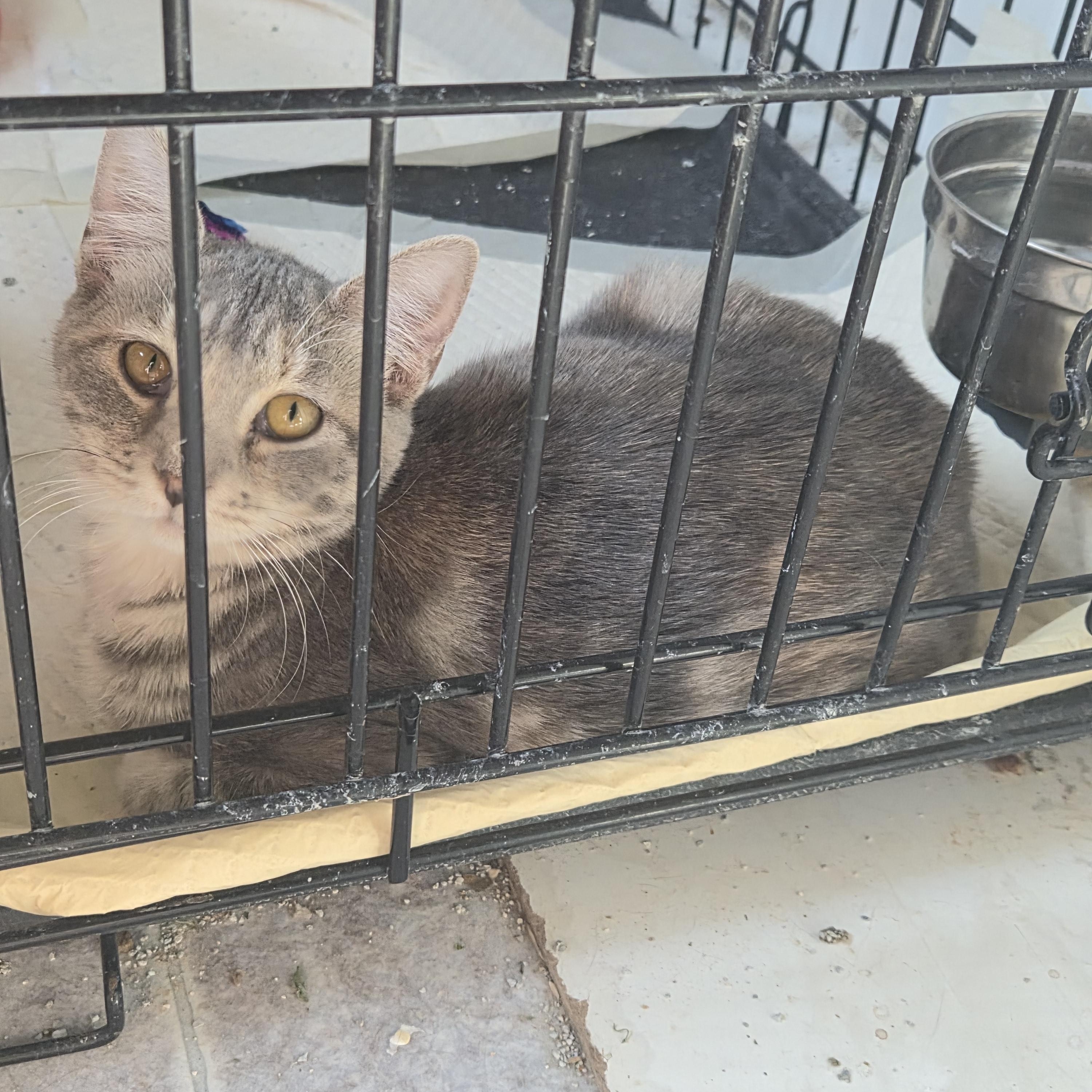 Enlarge Melissa, a Adoptable Domestic Short Hair in Greeley, CO image 2/2
