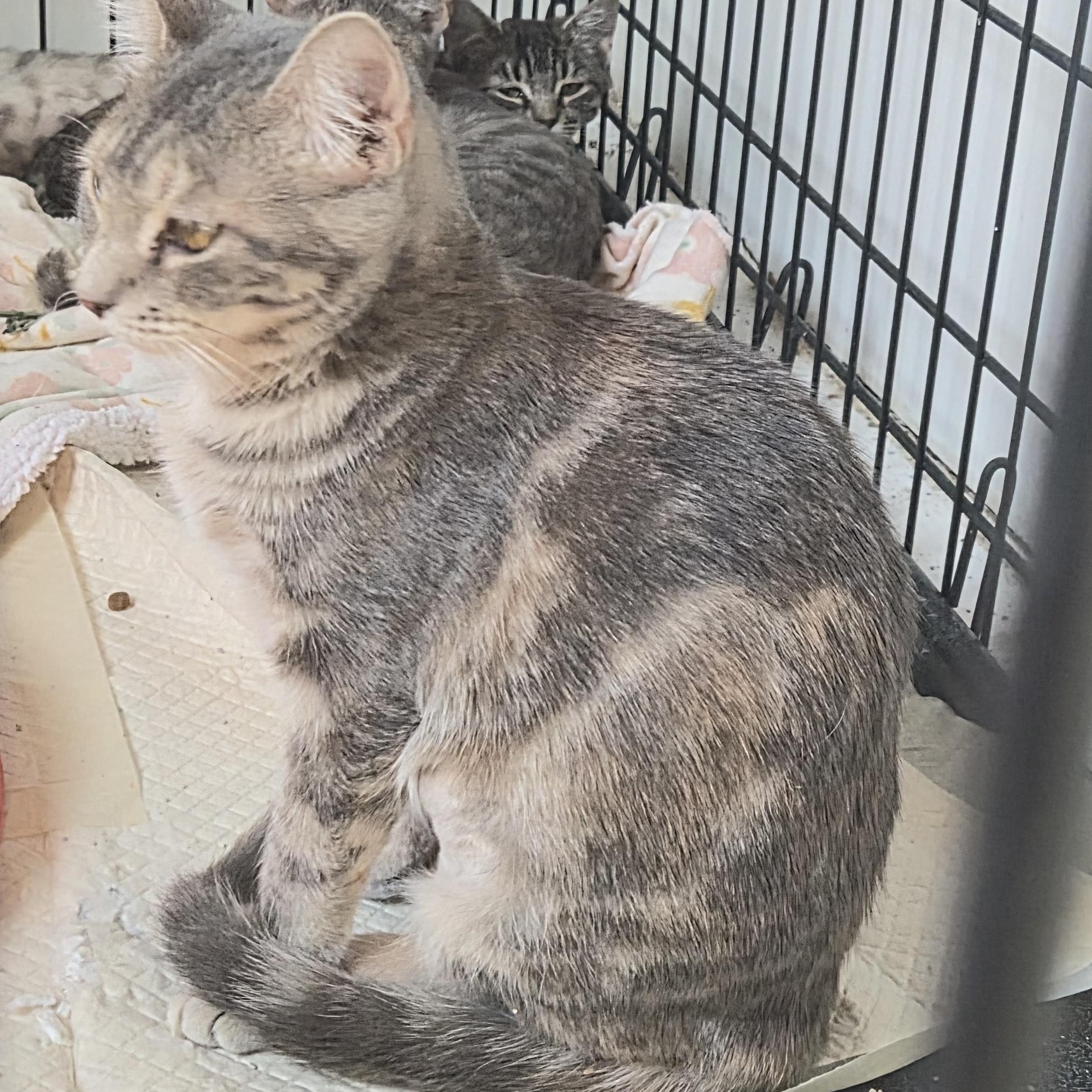 Enlarge Melissa, a Adoptable Domestic Short Hair in Greeley, CO image 1/2