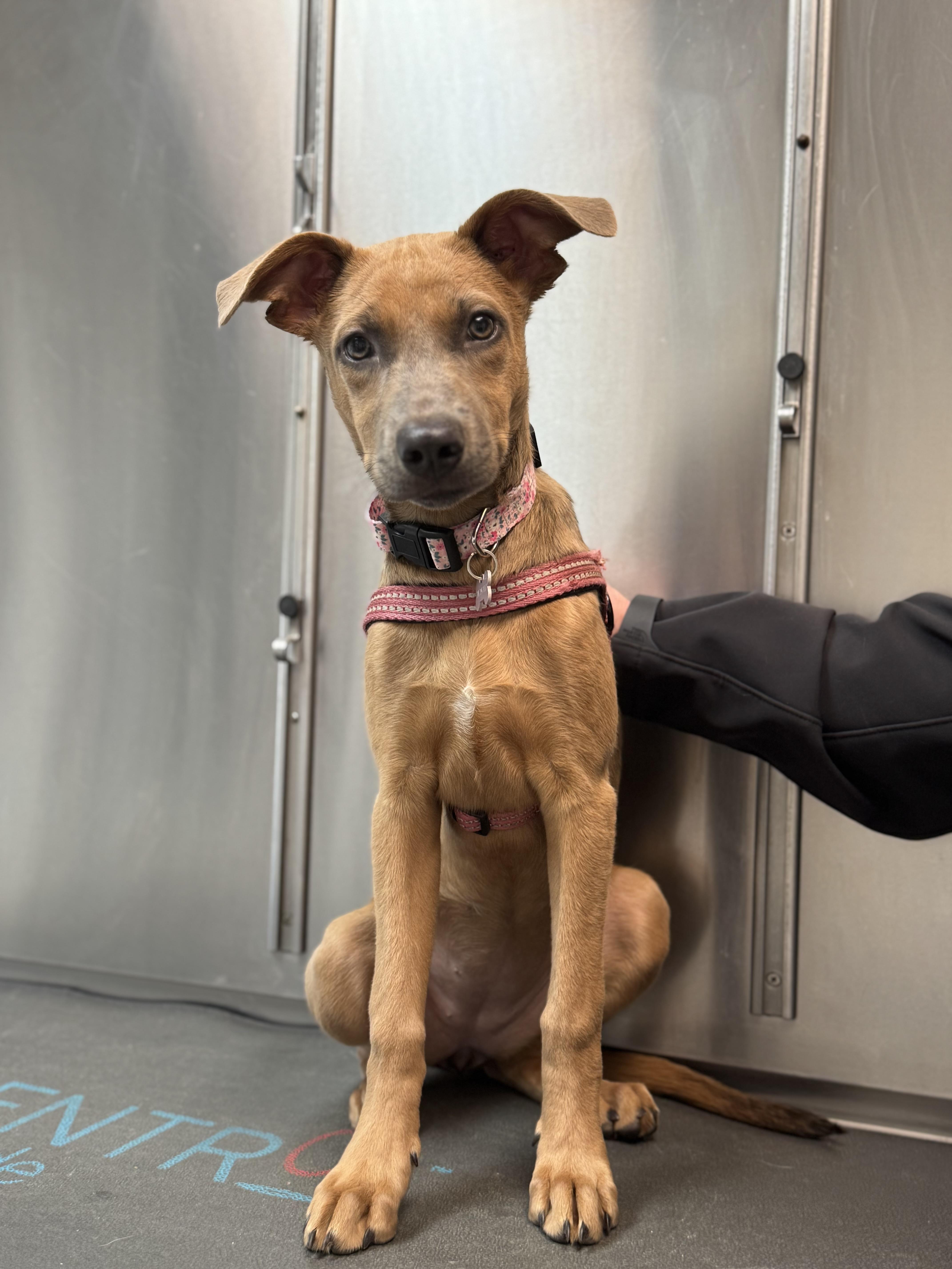 Tinsel, Adopted, Puppy Female Chocolate Labrador Retriever.