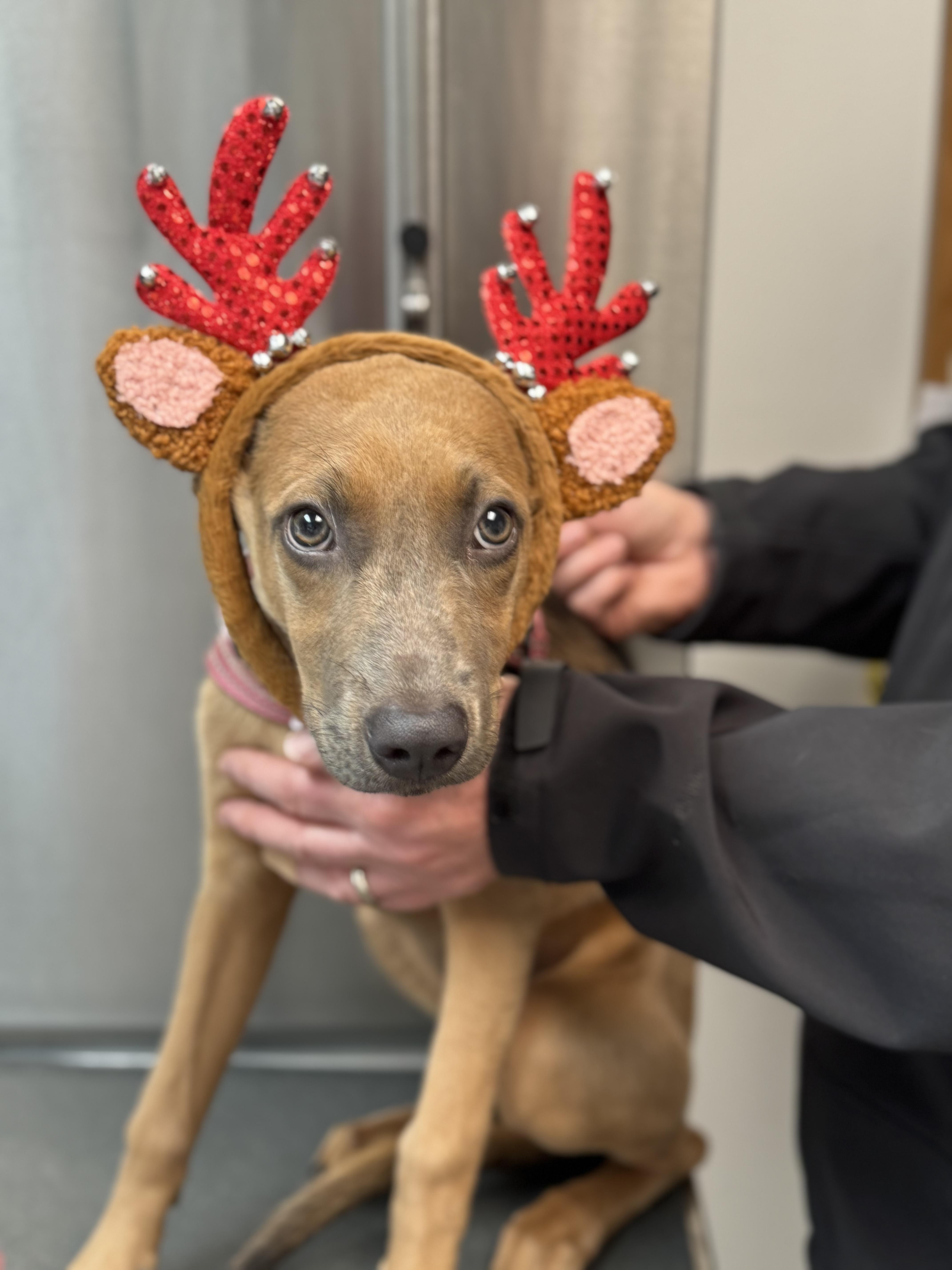 Enlarge Tinsel, a Adopted mixed breed in Alexandria , VA image 2/6