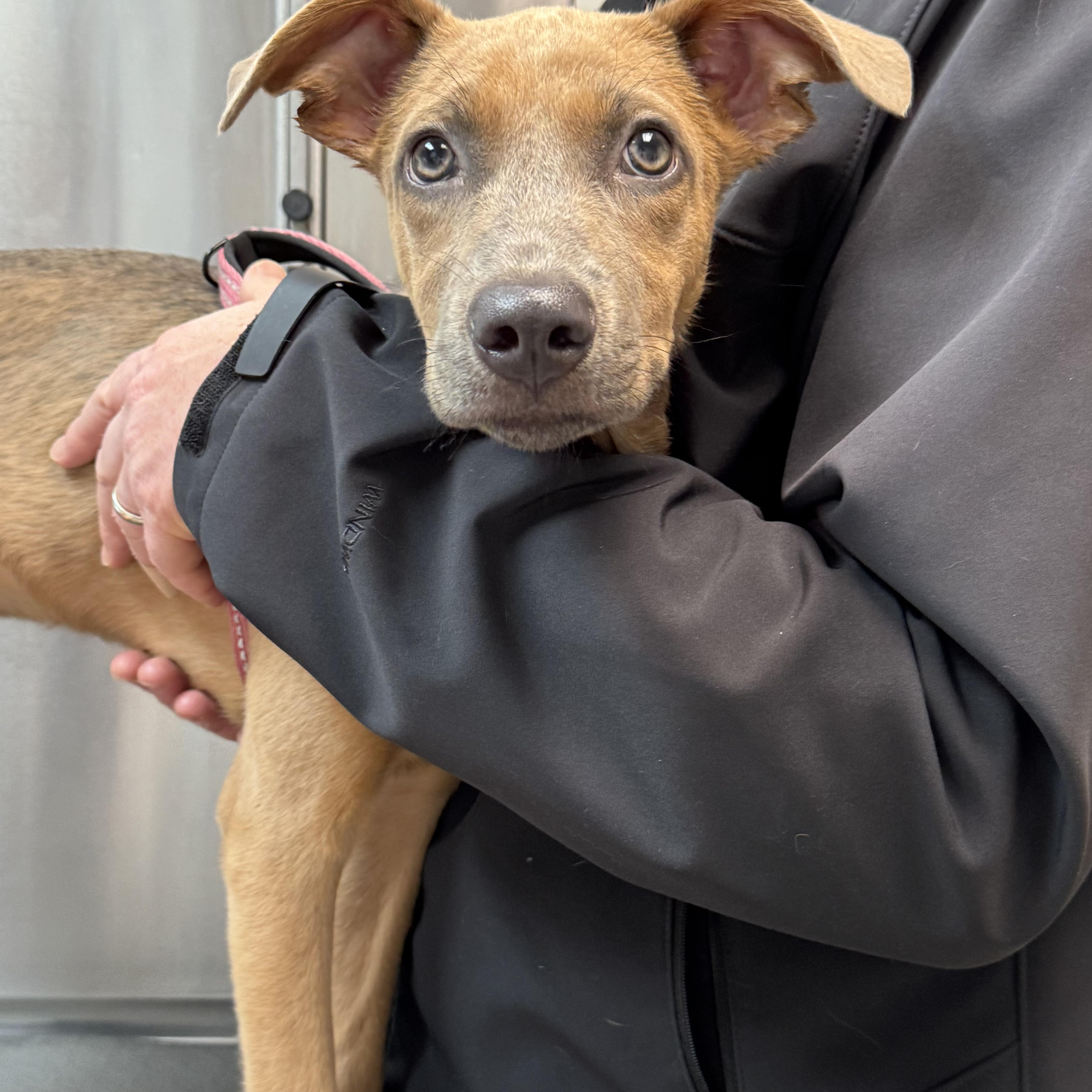 Enlarge Tinsel, a Adopted mixed breed in Alexandria , VA image 3/6