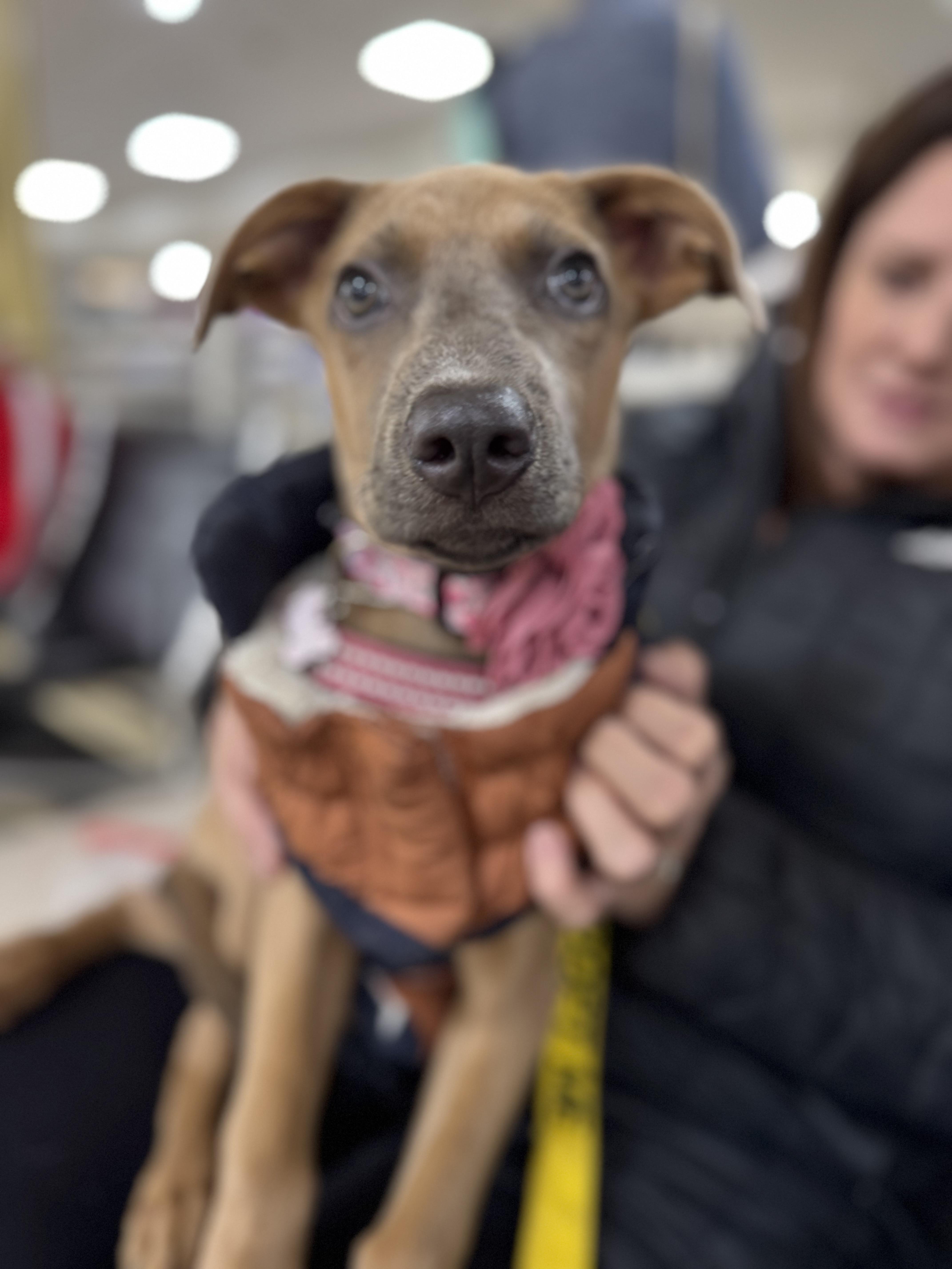 Enlarge Tinsel, a Adopted mixed breed in Alexandria , VA image 4/6