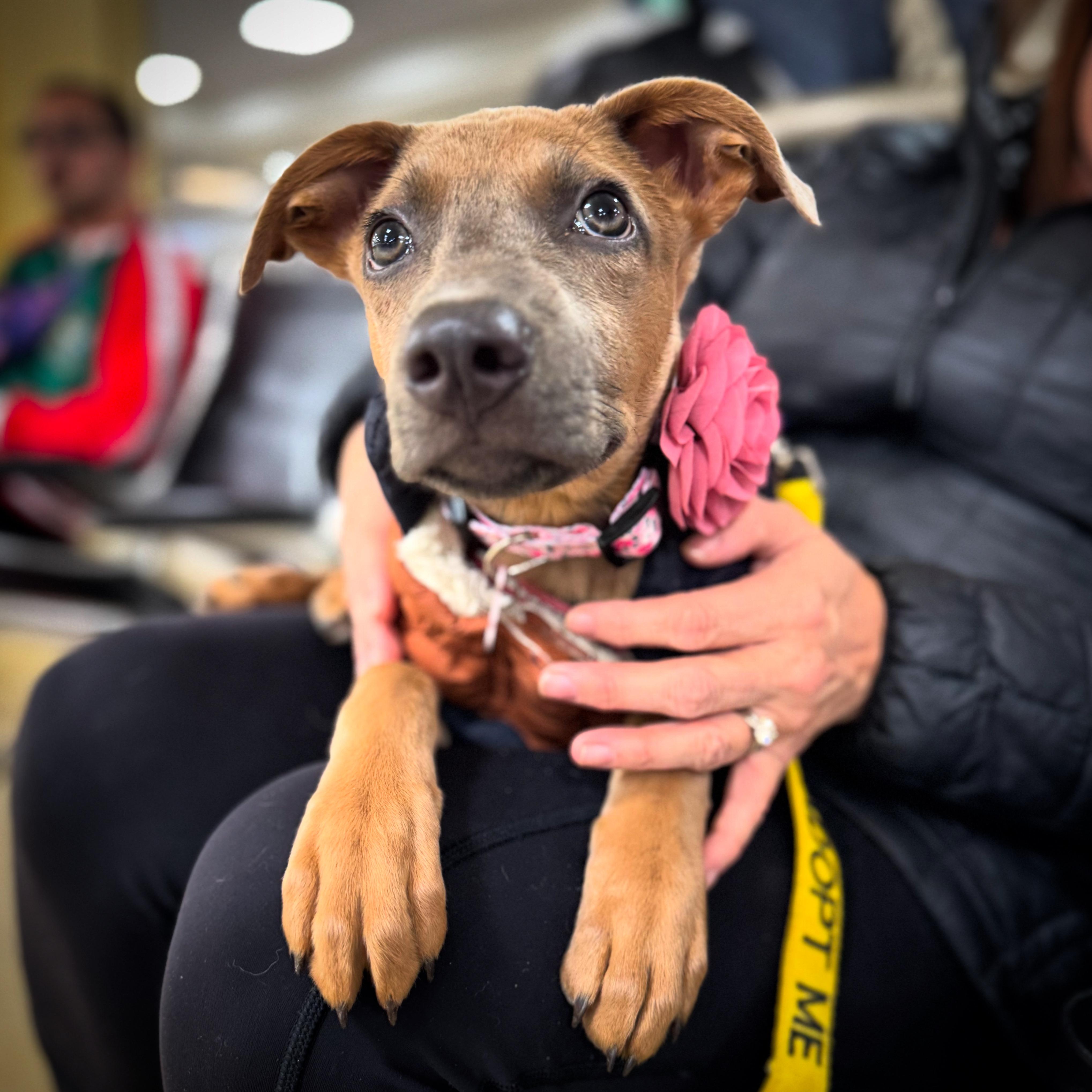 Enlarge Tinsel, a Adopted mixed breed in Alexandria , VA image 1/6