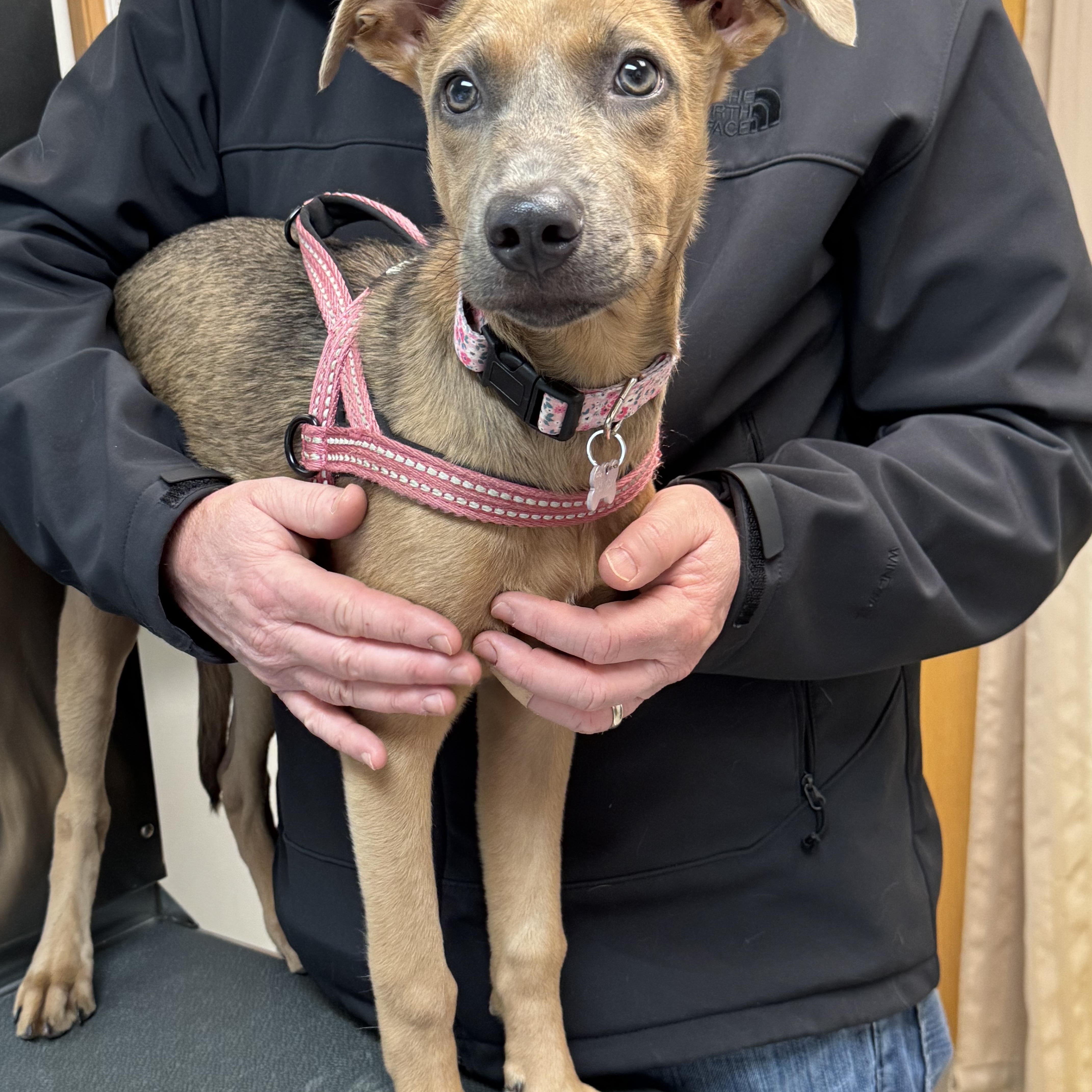 Enlarge Tinsel, a Adopted mixed breed in Alexandria , VA image 5/6