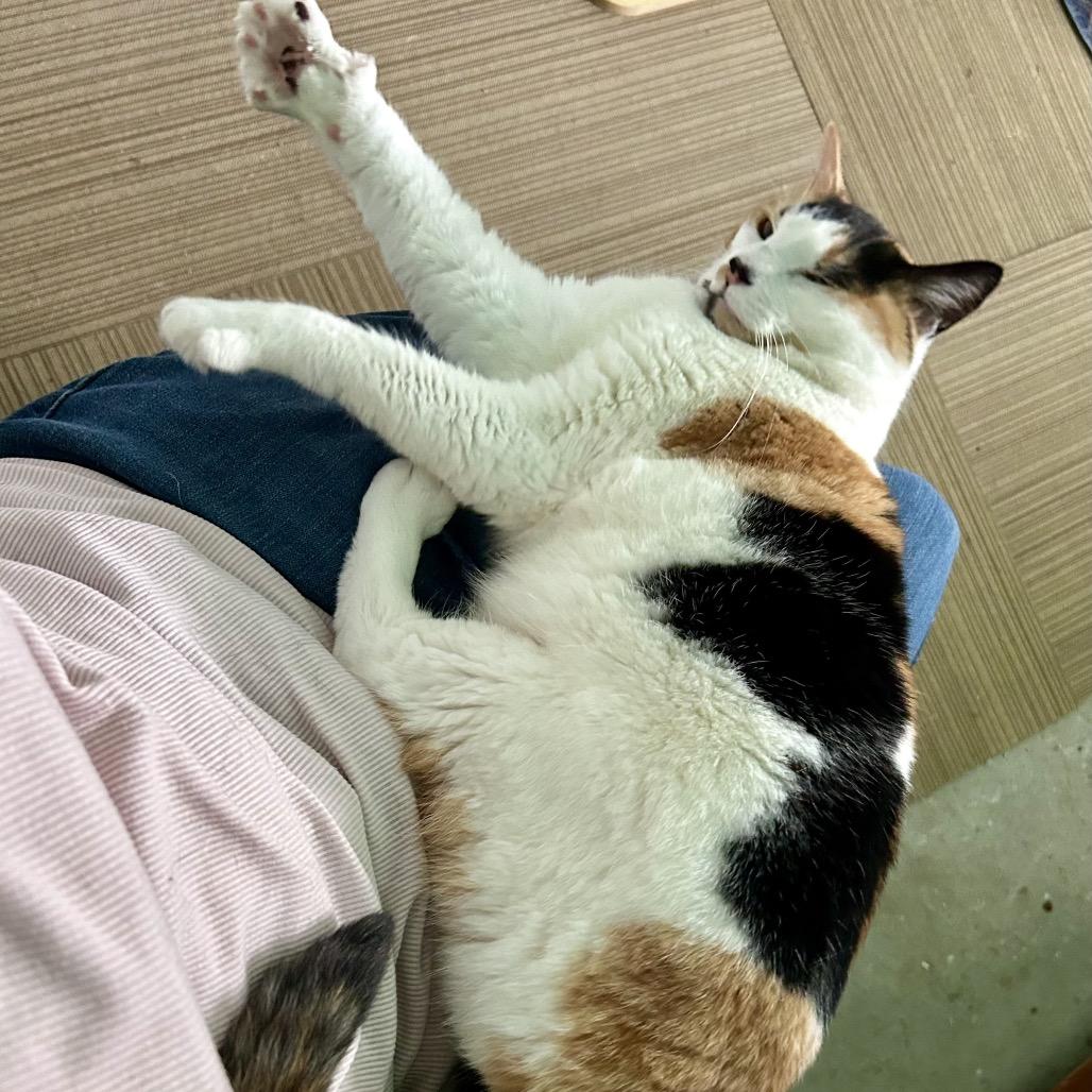 Keona, a Adoptable Domestic Short Hair in Othello, WA image 1/4