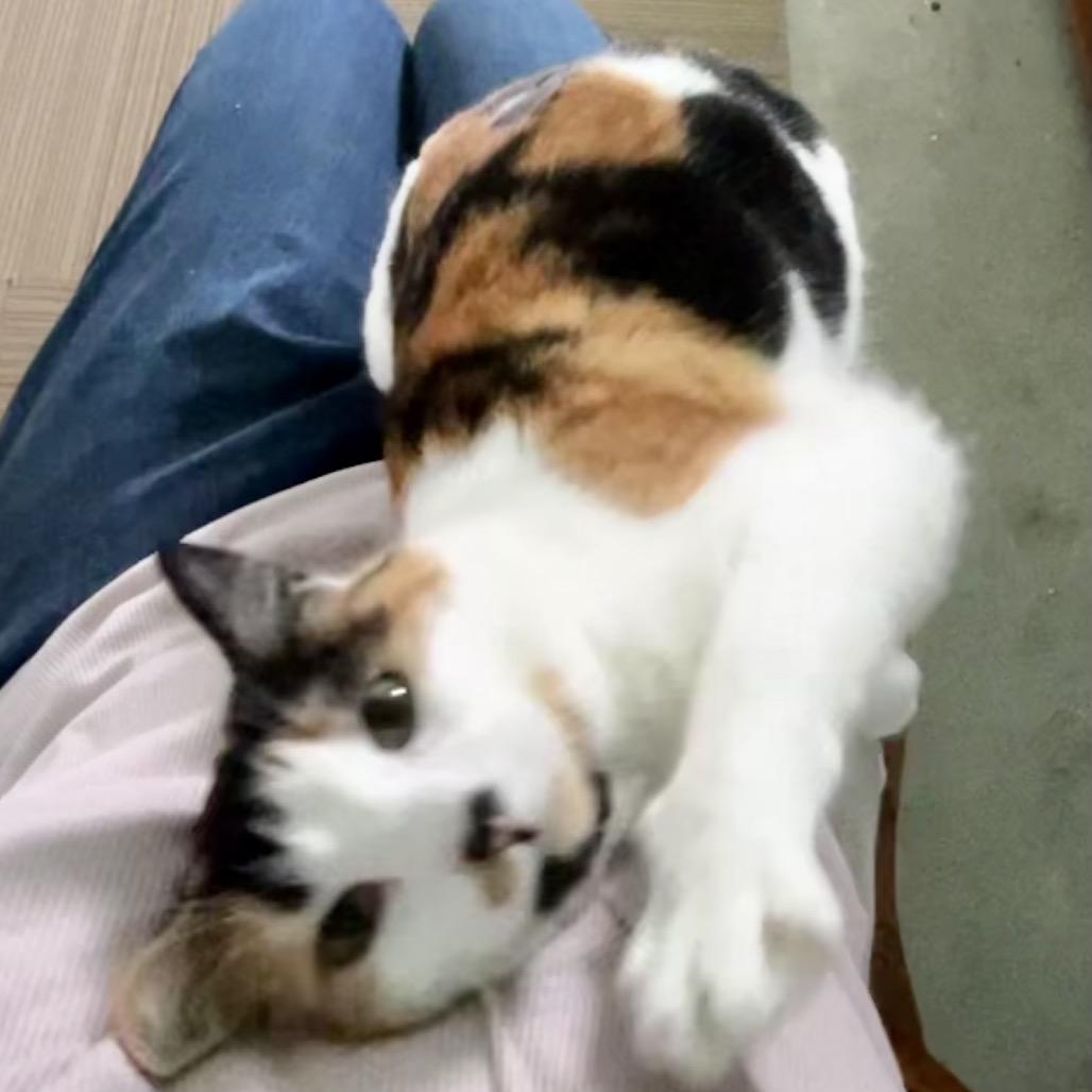 Keona, a Adoptable Domestic Short Hair in Othello, WA image 2/4