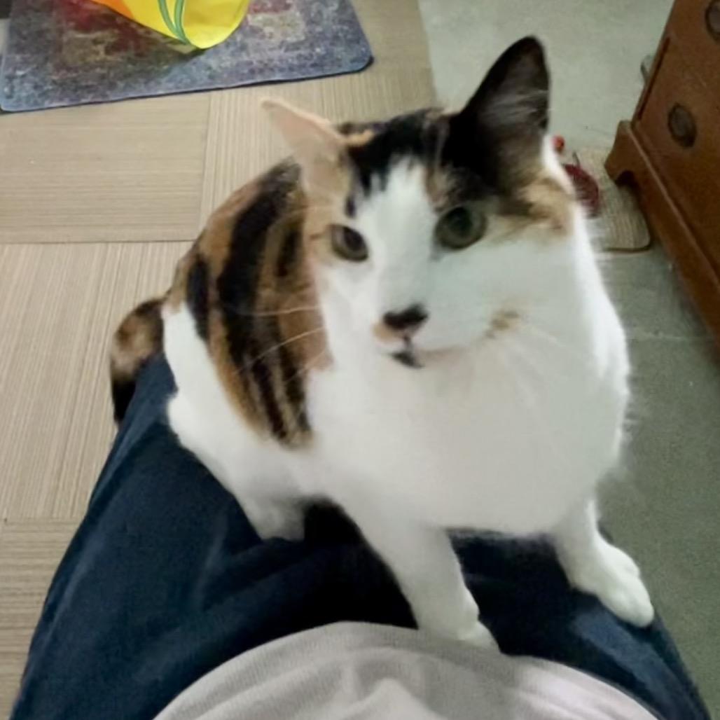 Keona, a Adoptable Domestic Short Hair in Othello, WA image 3/4