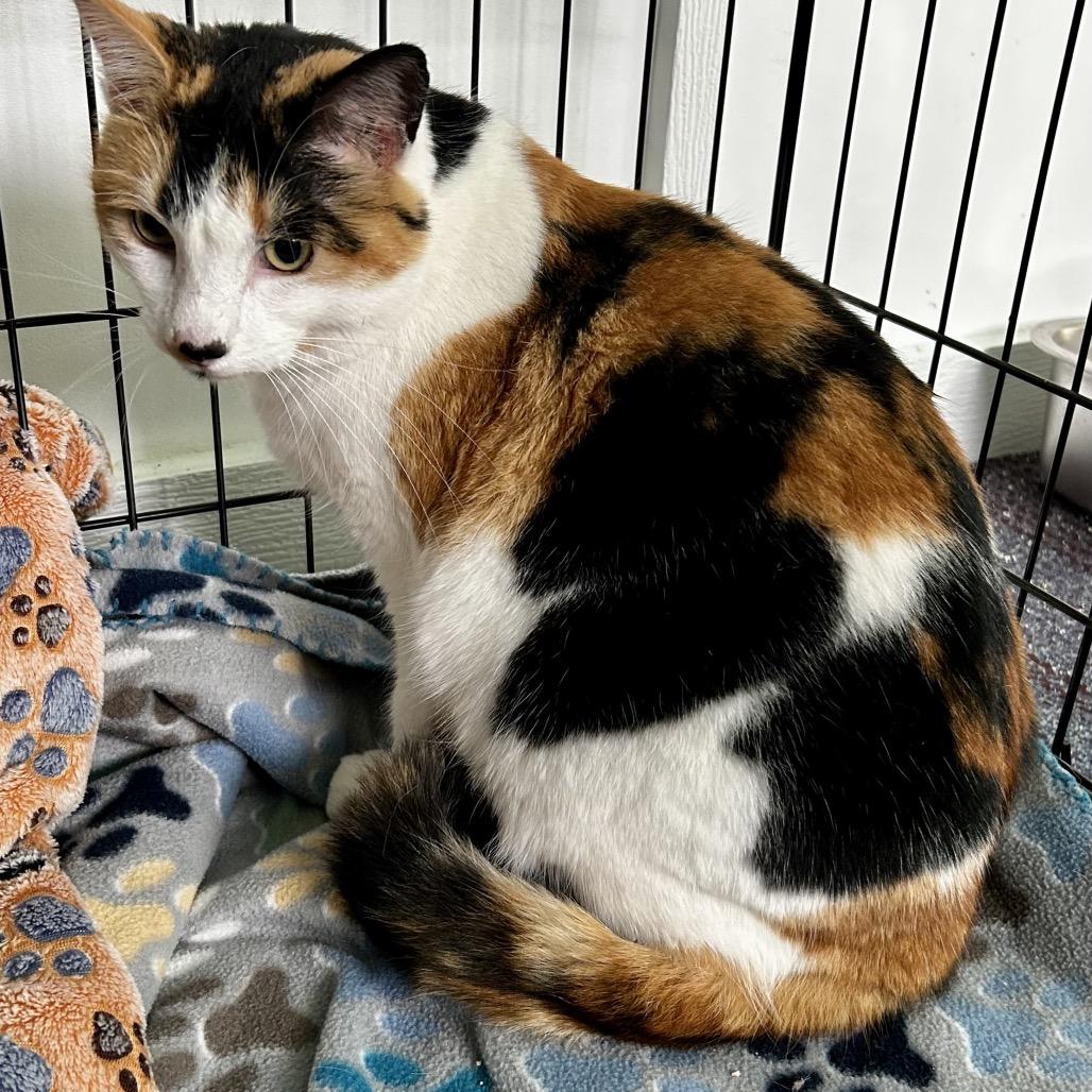 Keona, a Adoptable Domestic Short Hair in Othello, WA image 4/4