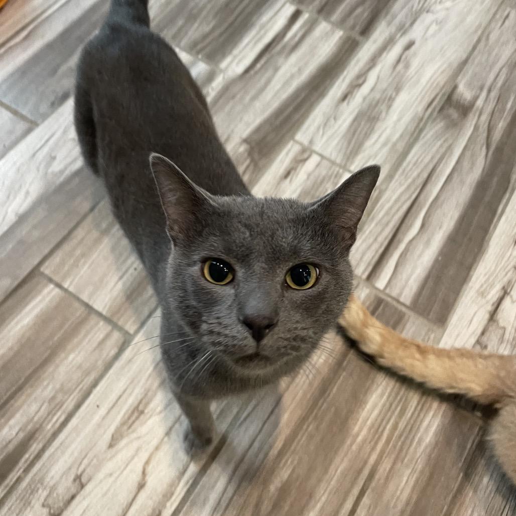 Winter, Adoptable, Adult Male Domestic Short Hair.