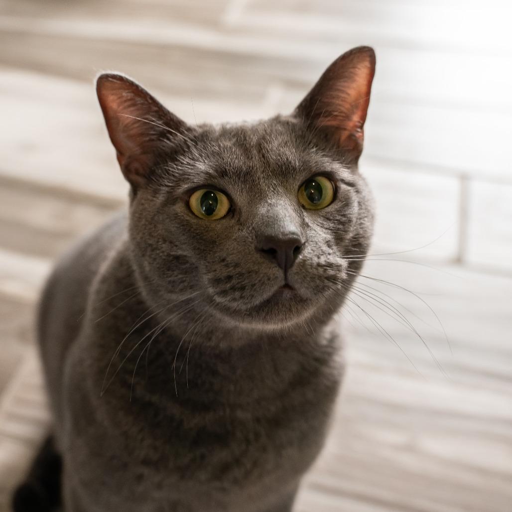 Enlarge Winter, a Adoptable Domestic Short Hair in West Des Moines, IA image 2/5