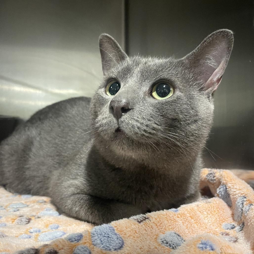Enlarge Winter, a Adoptable Domestic Short Hair in West Des Moines, IA image 3/5