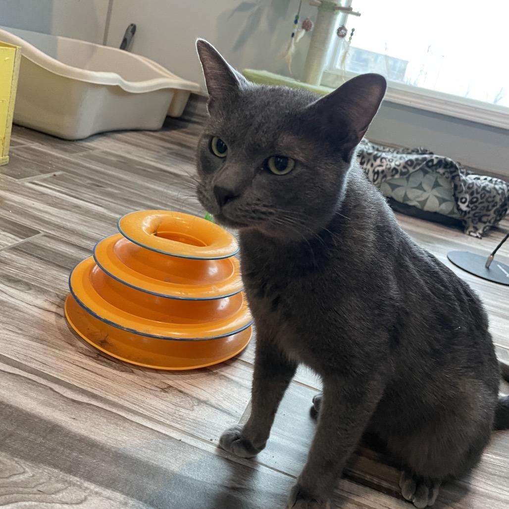 Enlarge Winter, a Adoptable Domestic Short Hair in West Des Moines, IA image 4/5
