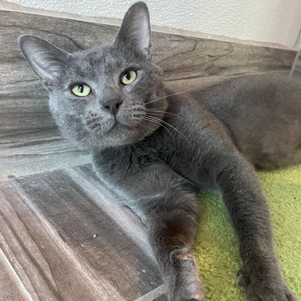 Enlarge Winter, a Adoptable Domestic Short Hair in West Des Moines, IA image 5/5
