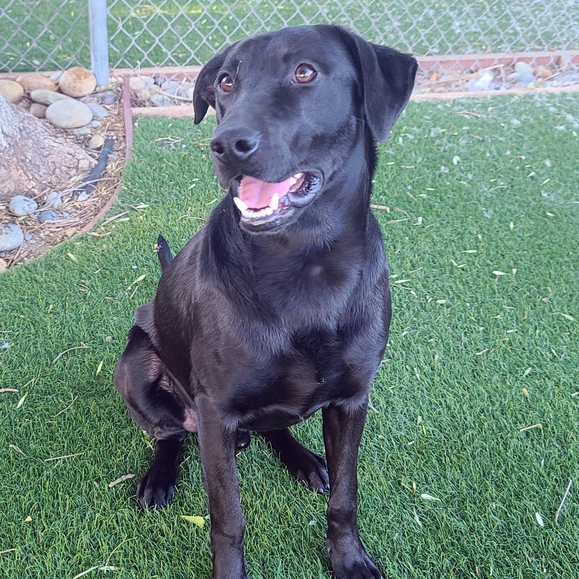 Enlarge River, a ADOPTABLE mixed breed in San Francisco, CA image 2/4