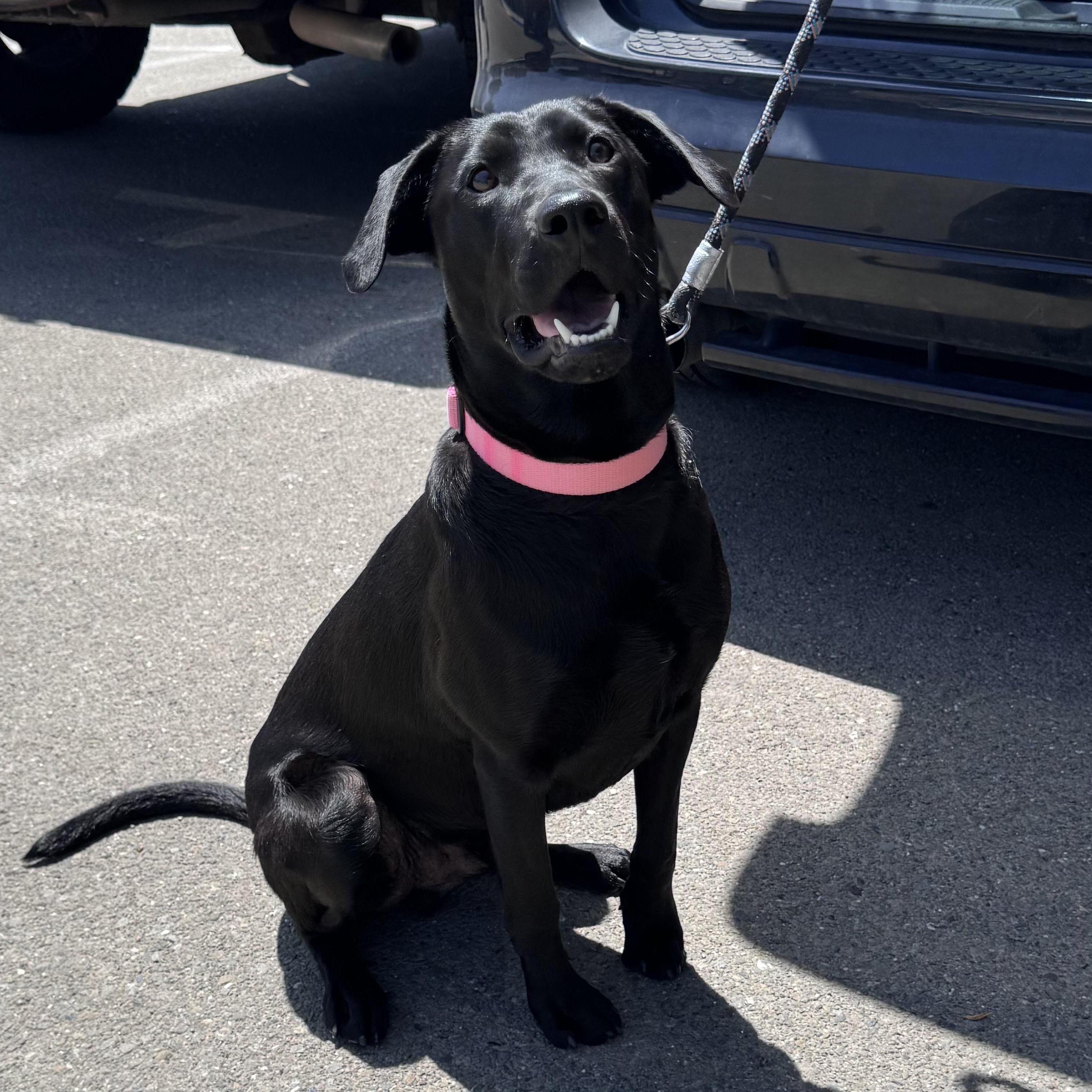 Enlarge River, a ADOPTABLE mixed breed in San Francisco, CA image 1/4
