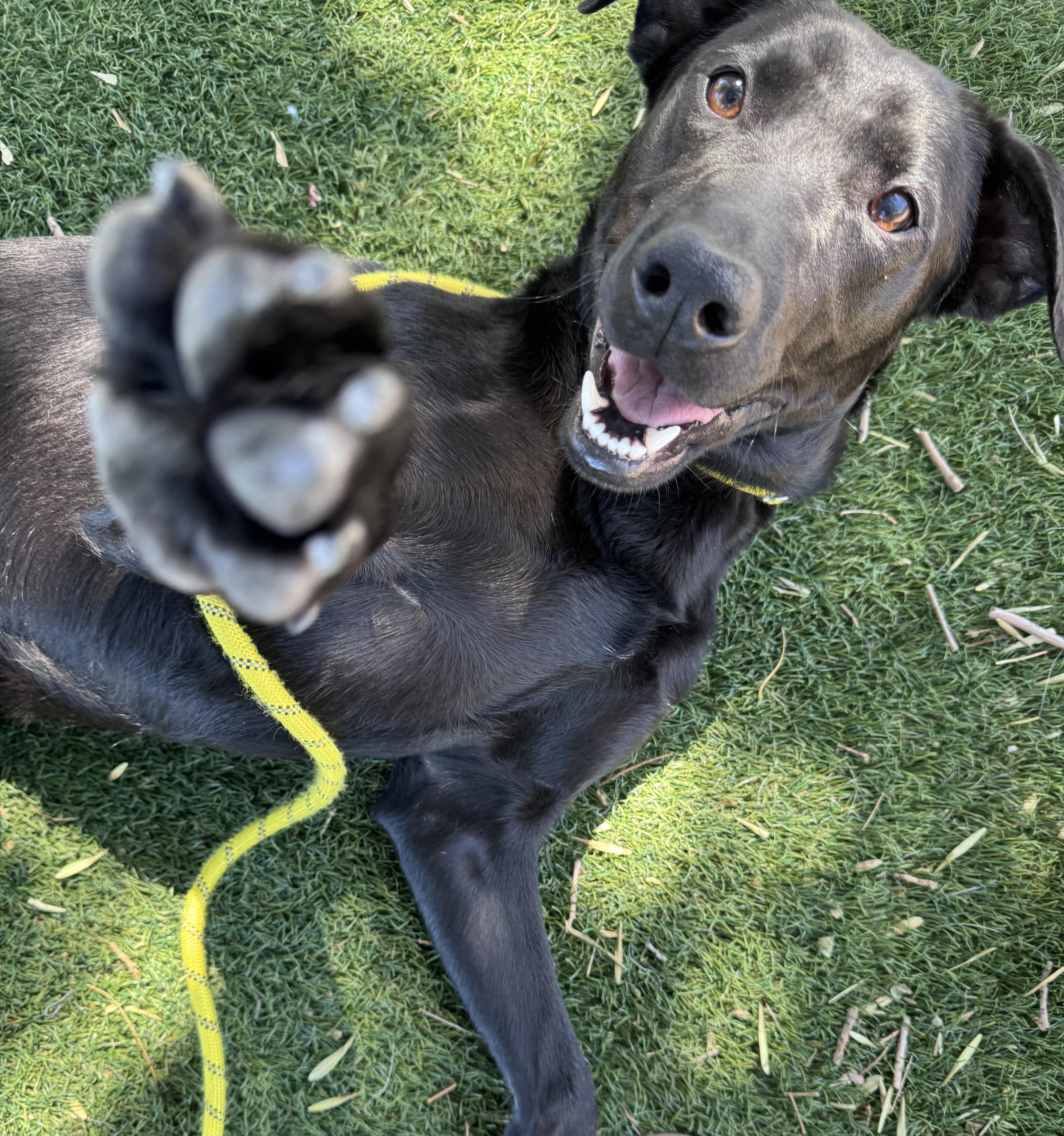 Enlarge River, a ADOPTABLE mixed breed in San Francisco, CA image 4/4