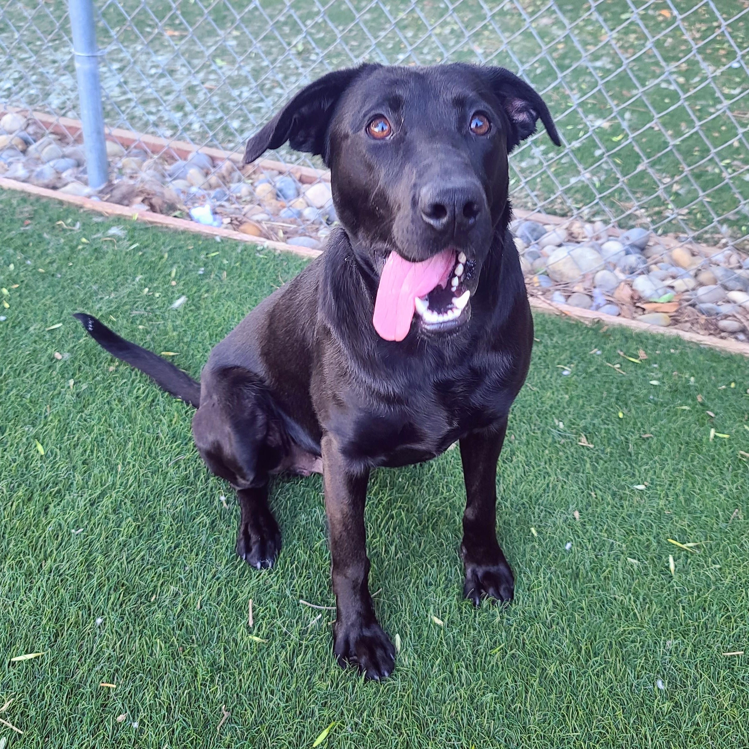 Enlarge River, a ADOPTABLE mixed breed in San Francisco, CA image 3/4