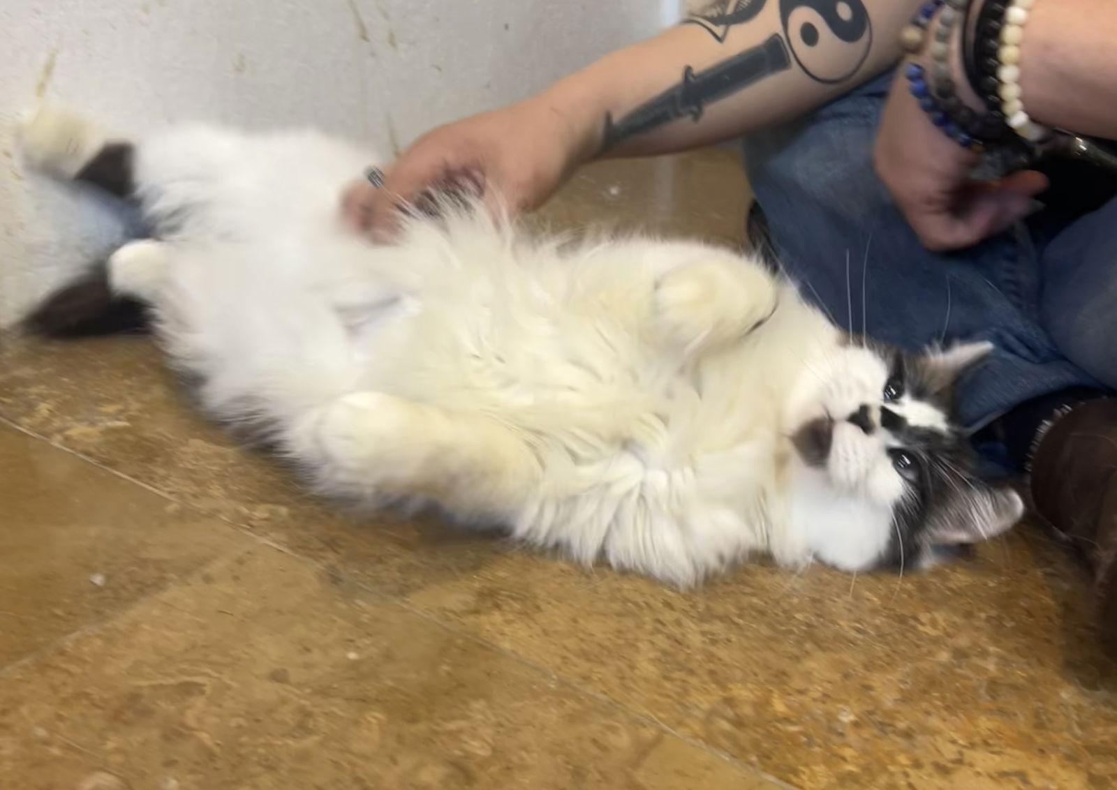 Ricky Ricardo Napa, Adopted, Kitten Male Ragdoll.