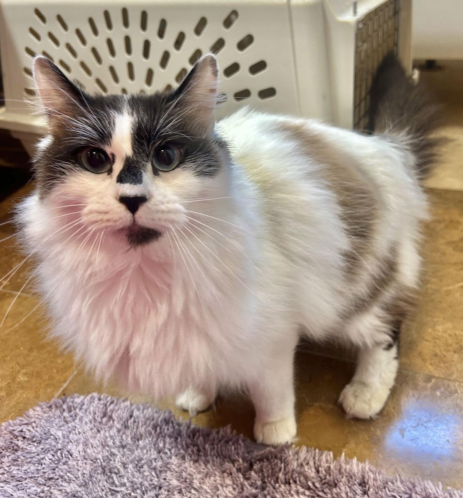 Enlarge Ricky Ricardo Napa, a Adopted Ragdoll in Napa, CA image 2/3