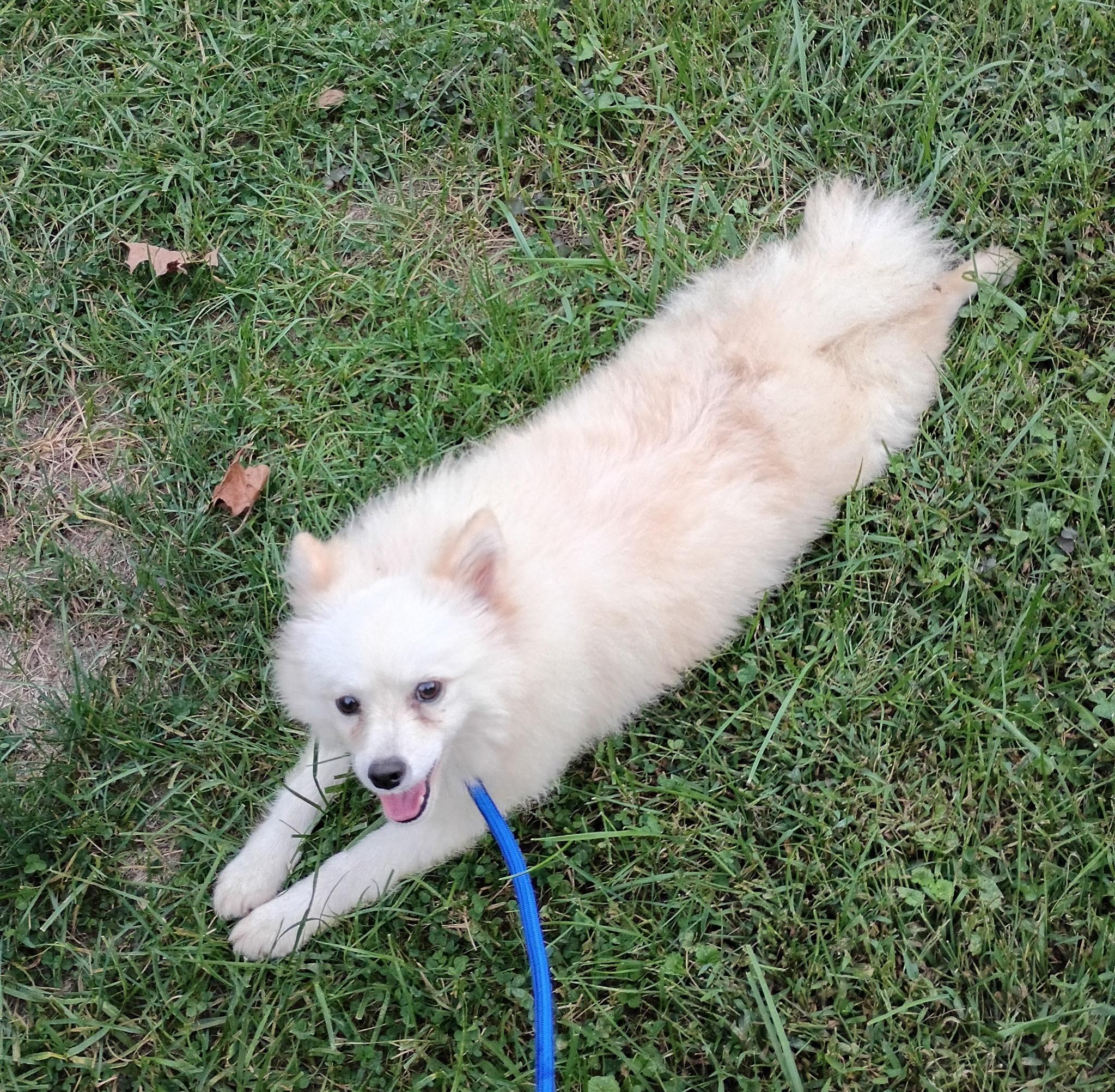 Enlarge Misha, a Adoptable Pomsky in Clarksburg, MD image 4/6