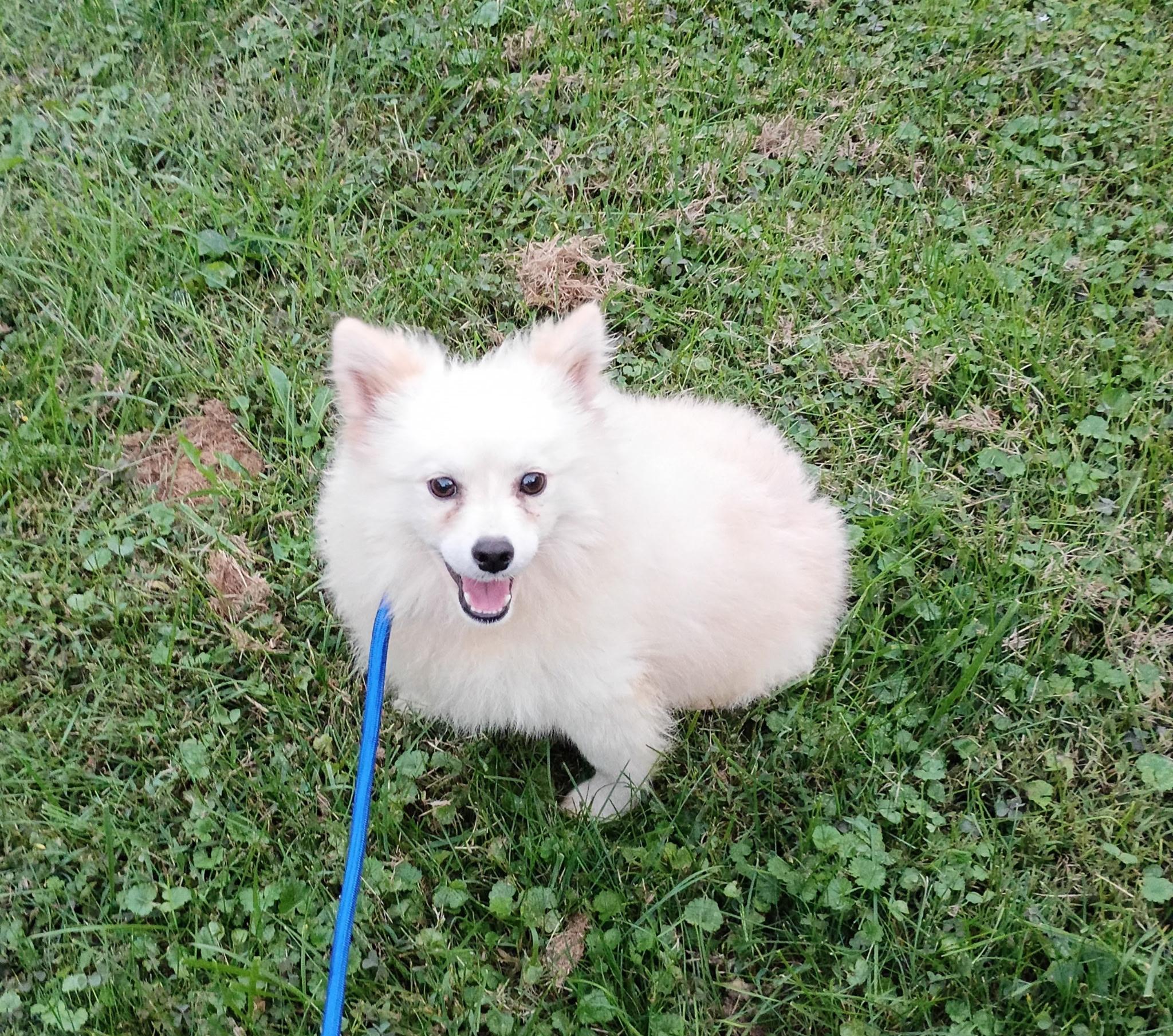 Enlarge Misha, a Adoptable Pomsky in Clarksburg, MD image 5/6
