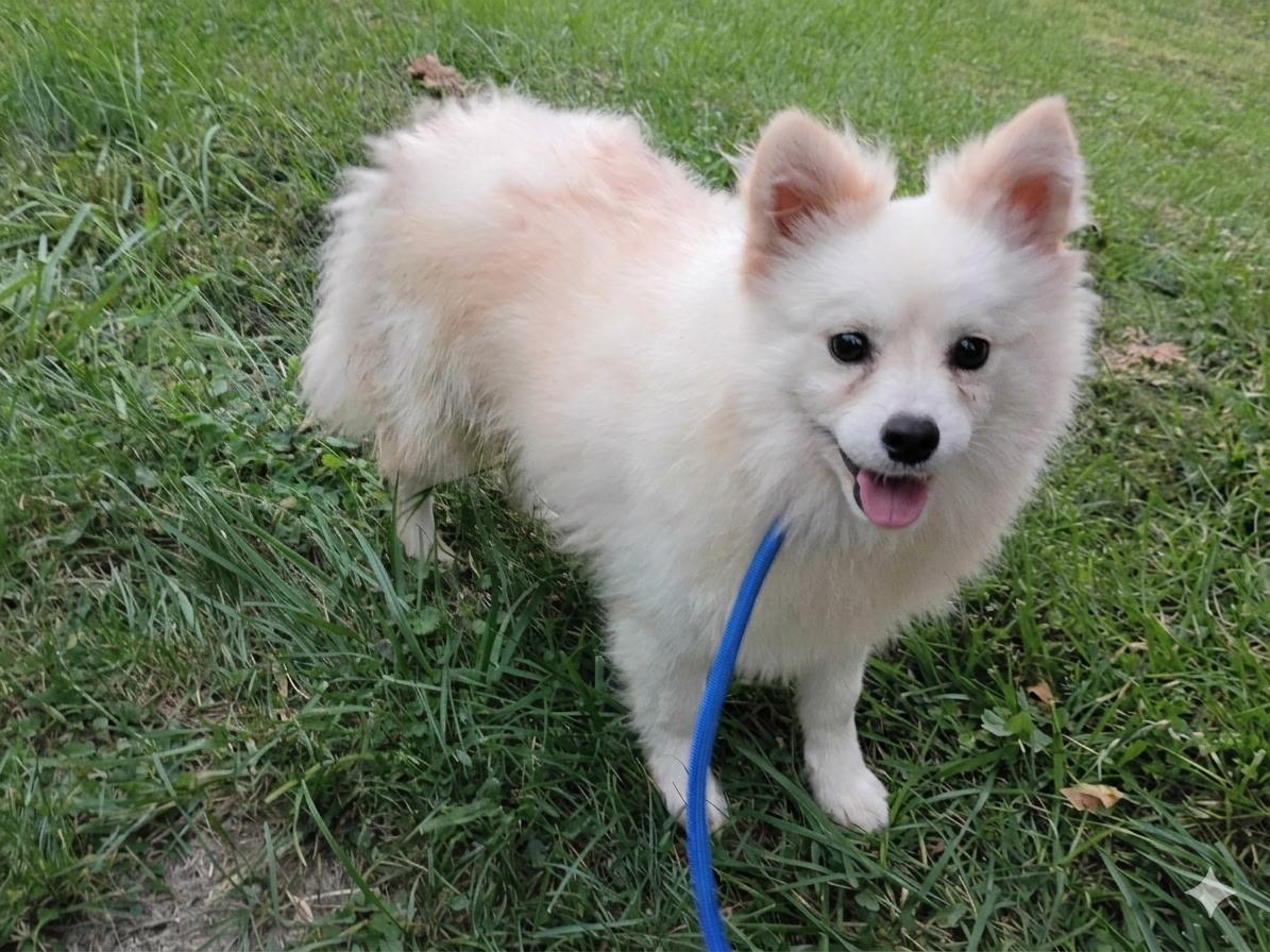 Enlarge Misha, a Adoptable Pomsky in Clarksburg, MD image 3/6