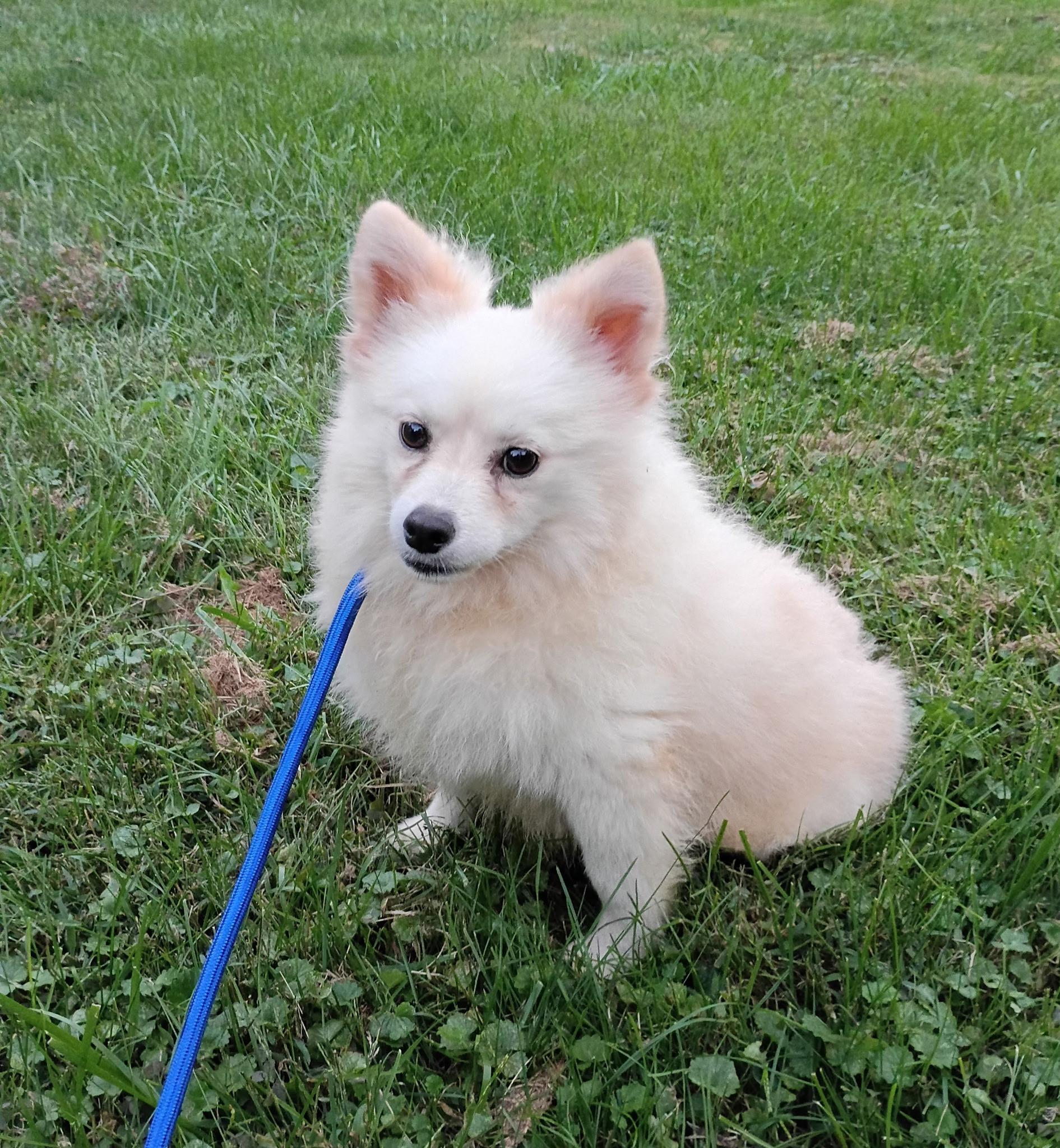 Enlarge Misha, a Adoptable Pomsky in Clarksburg, MD image 2/6