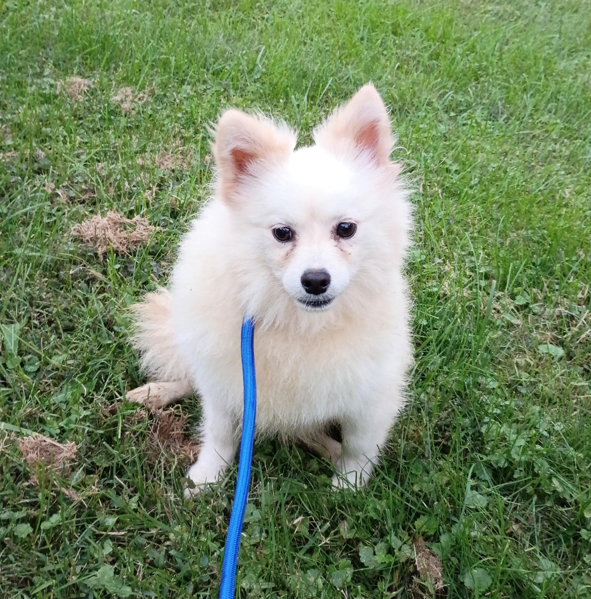 Misha, Adoptable, Young Male Pomsky.