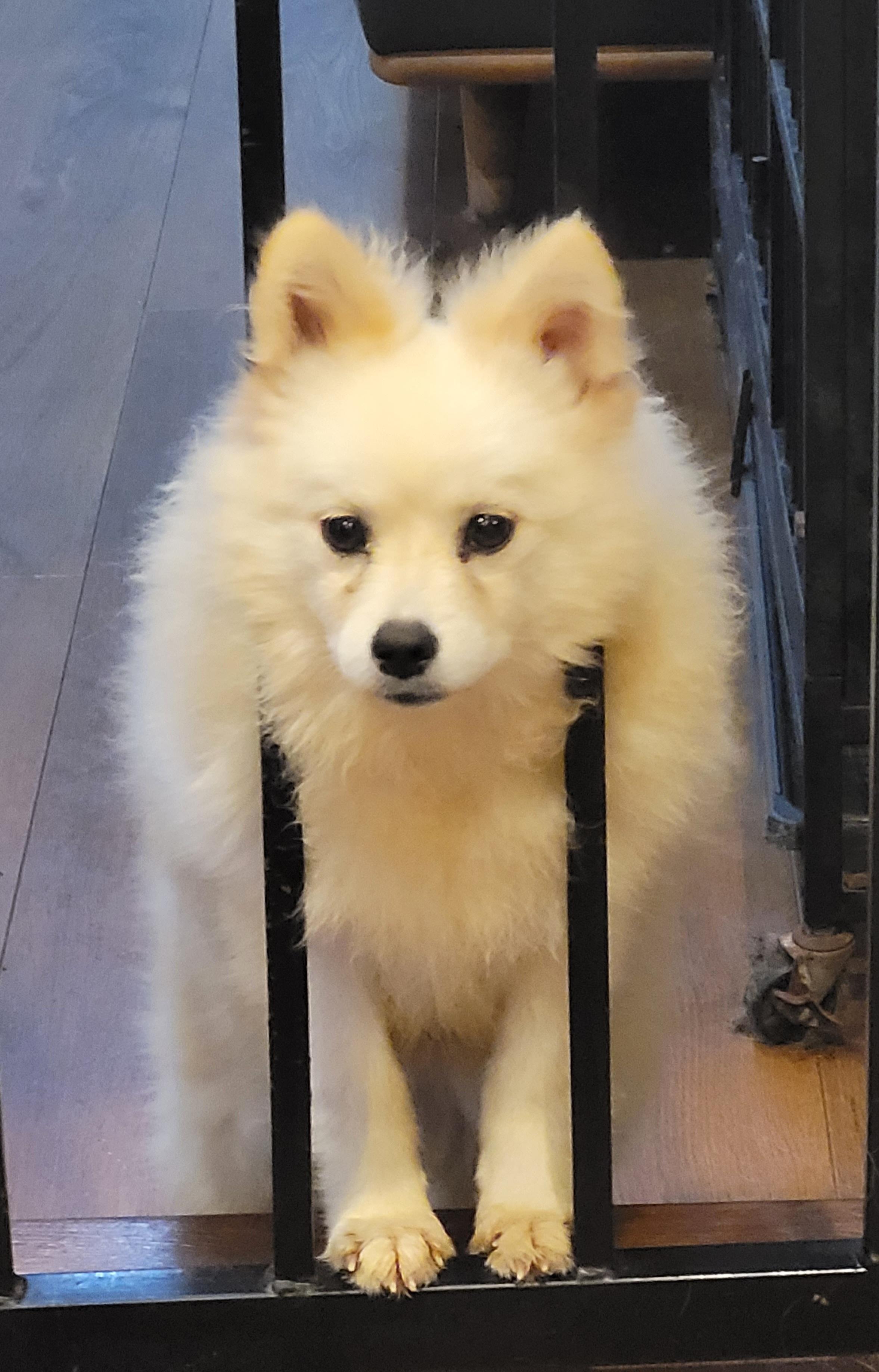 Enlarge Misha, a Adoptable Pomsky in Clarksburg, MD image 6/6
