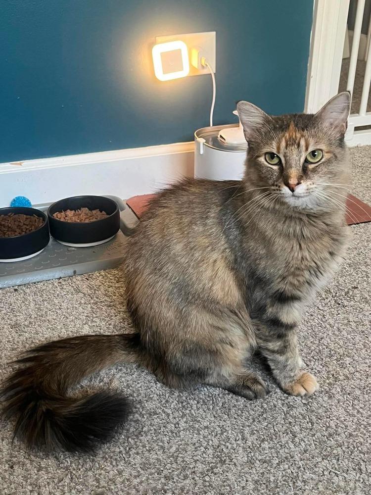Butterbomb, Adoptable, Young Female Domestic Long Hair.