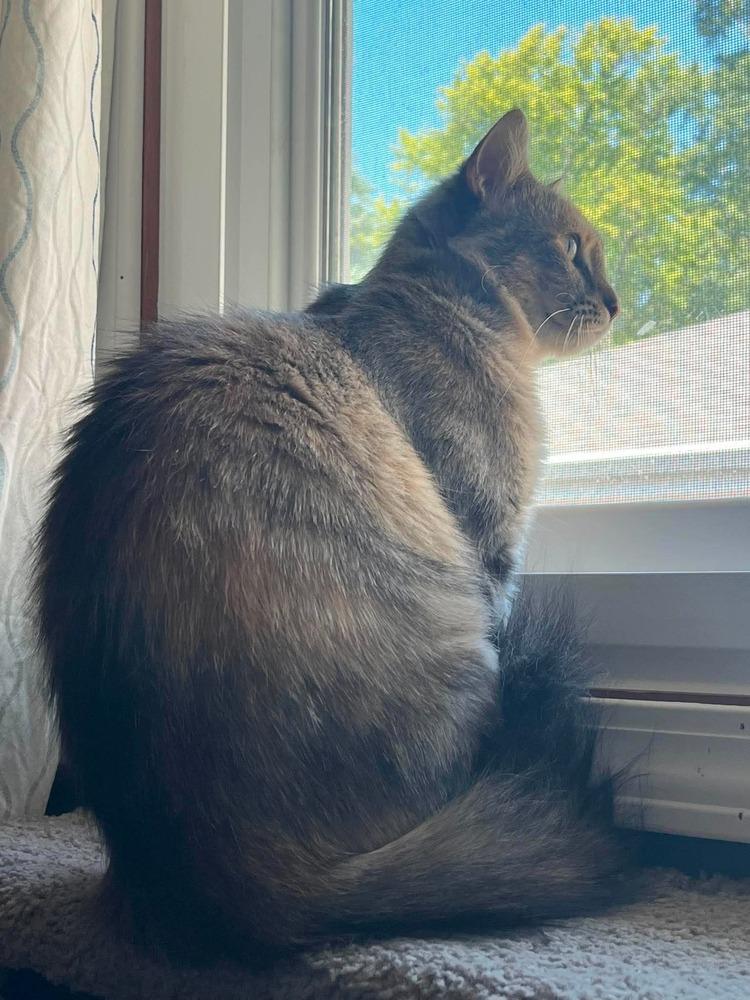 Enlarge Butterbomb, a Adoptable Domestic Long Hair in Wheaton, IL image 2/3