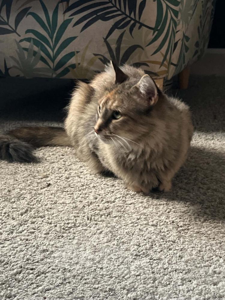 Enlarge Butterbomb, a Adoptable Domestic Long Hair in Wheaton, IL image 3/3