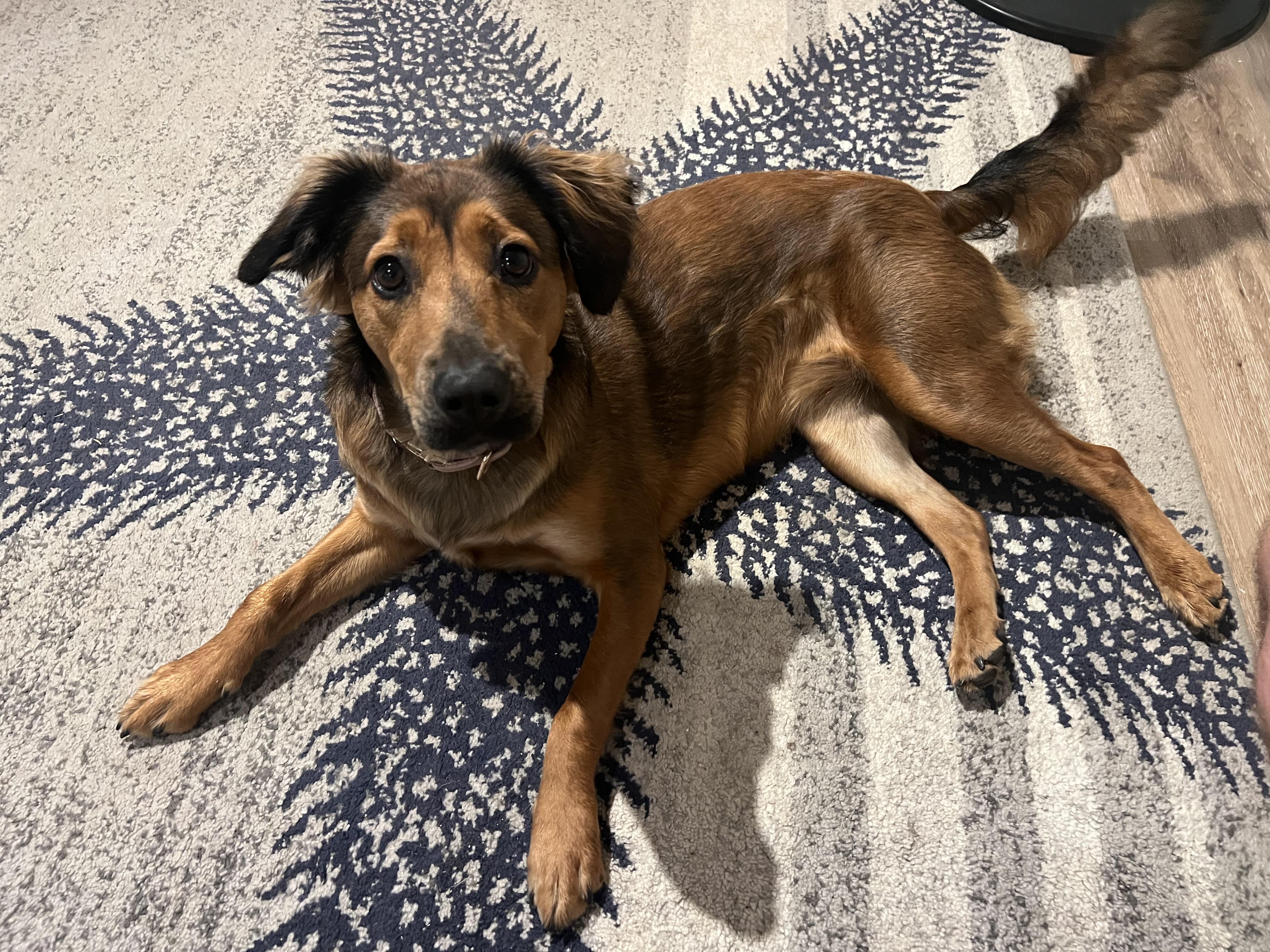 Enlarge Sadie Lulu - Local Lap Dog, a Adopted mixed breed in Andover, MA image 3/5