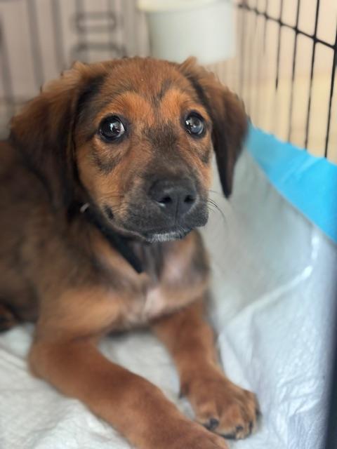 Enlarge Sadie Lulu - Local Lap Dog, a Adopted mixed breed in Andover, MA image 2/5