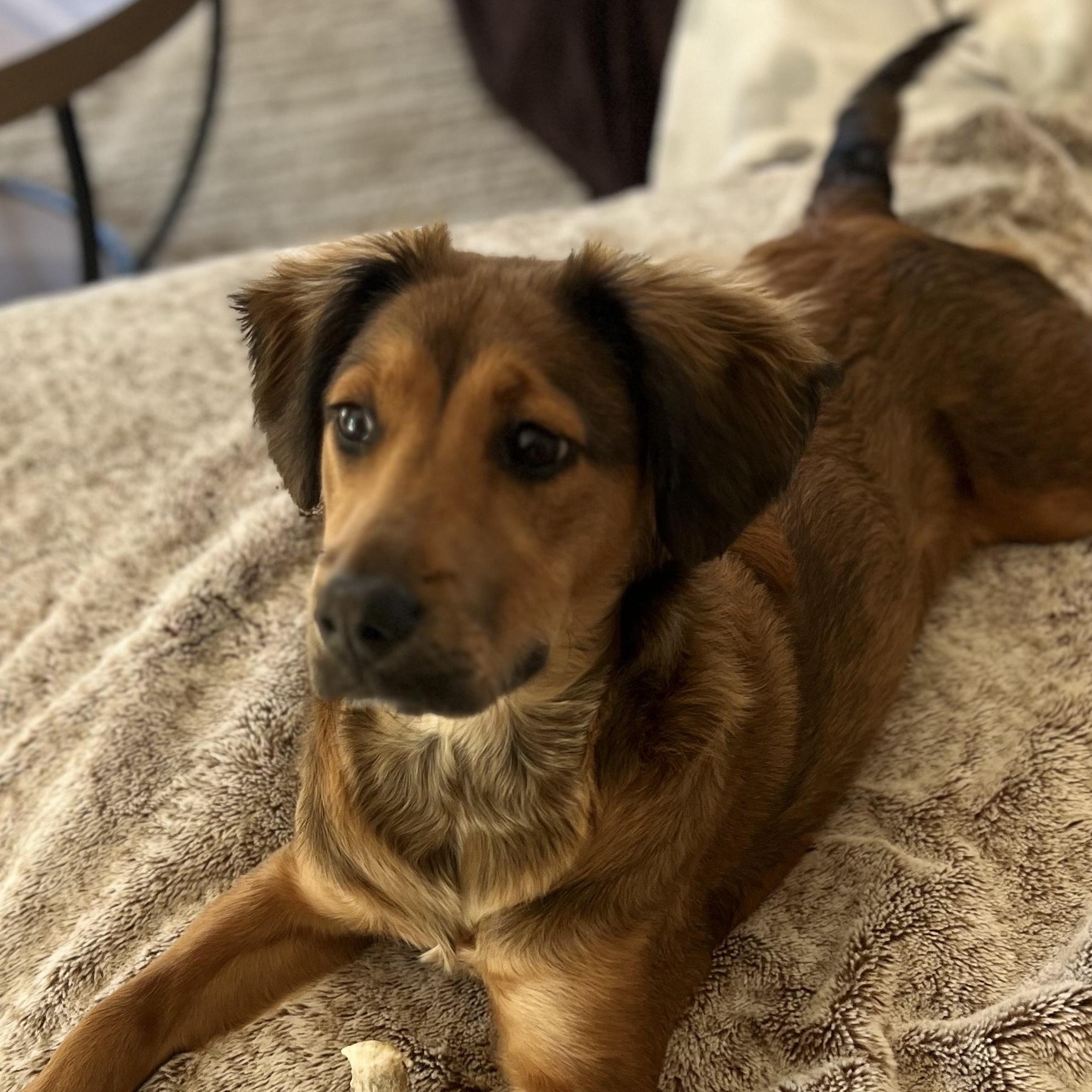 Sadie Lulu - Local Lap Dog, Adopted, Puppy Female Labrador Retriever & Australian Shepherd.