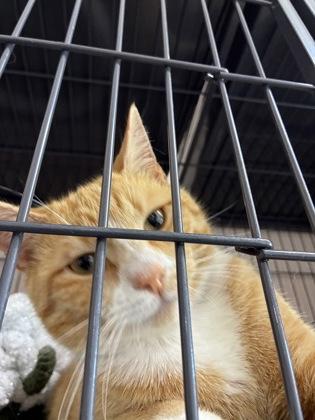 Enlarge 26-148 Sr. Biscuit, a Adoptable mixed breed in Barnesville, GA image 1/1