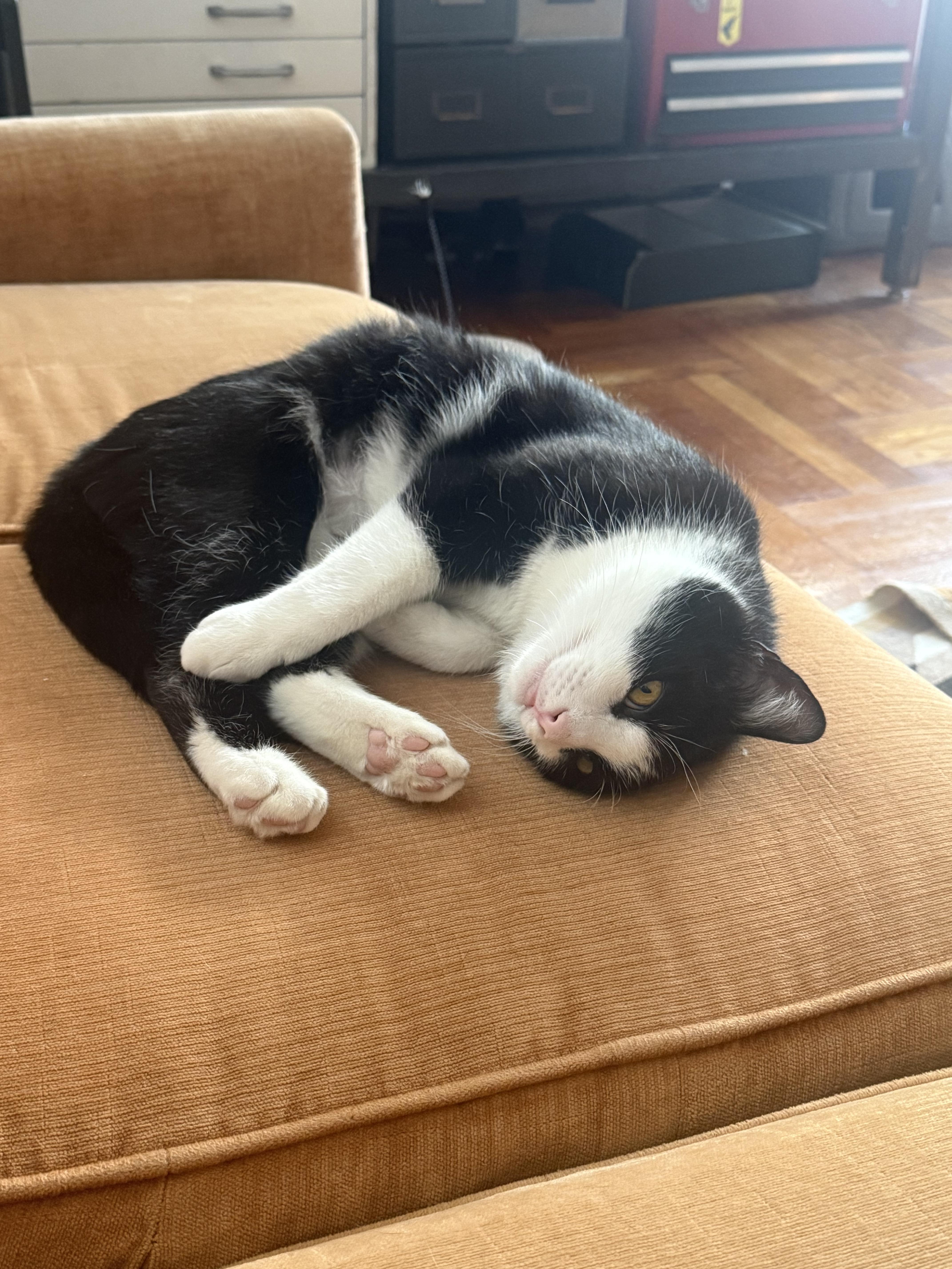 Hetfield , an adopted Domestic Short Hair in Brooklyn, NY image 2/6