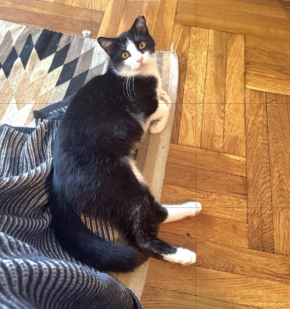 Hetfield , an adopted Domestic Short Hair in Brooklyn, NY image 6/6