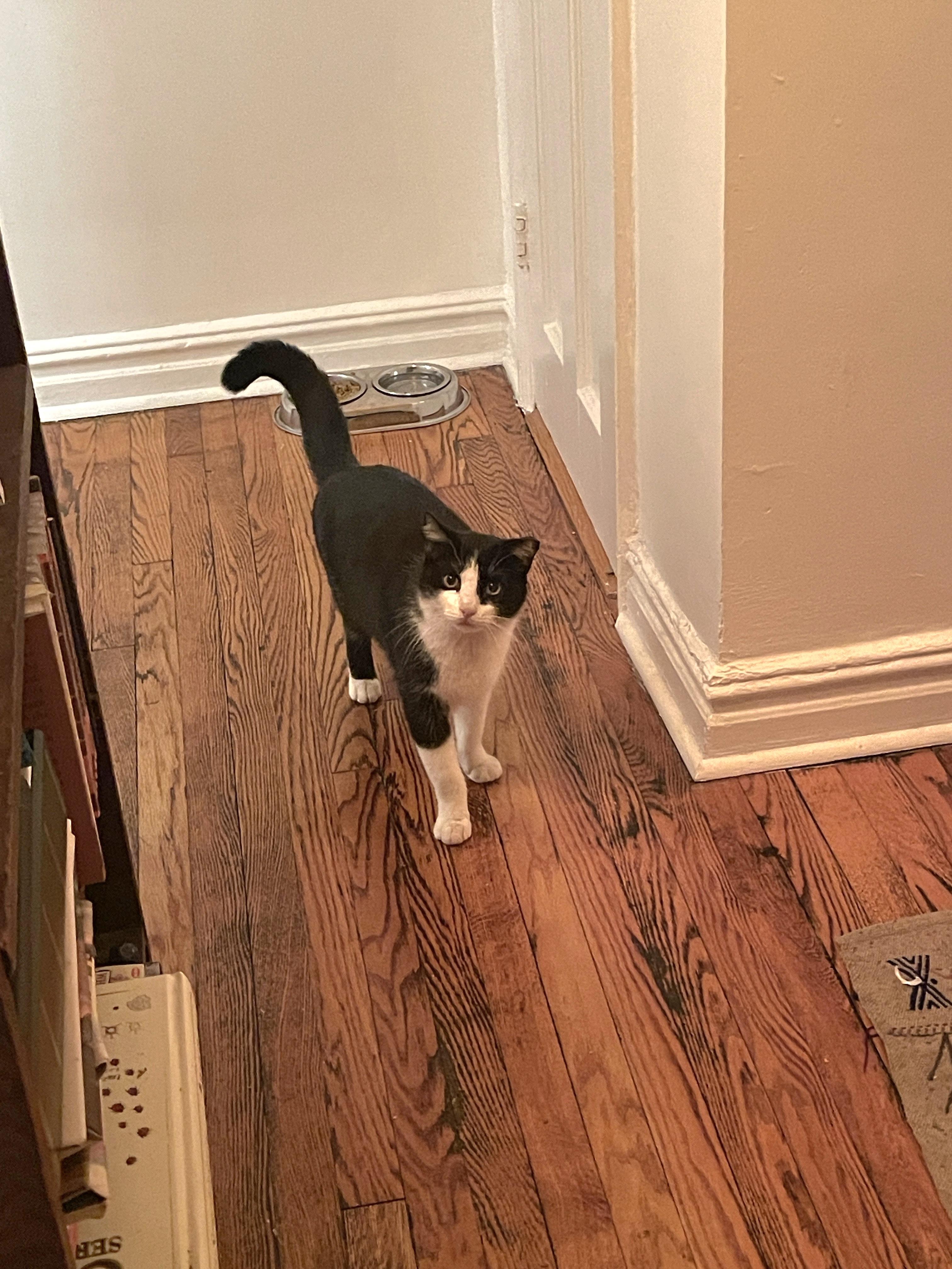 Hetfield , an adopted Domestic Short Hair in Brooklyn, NY image 1/6