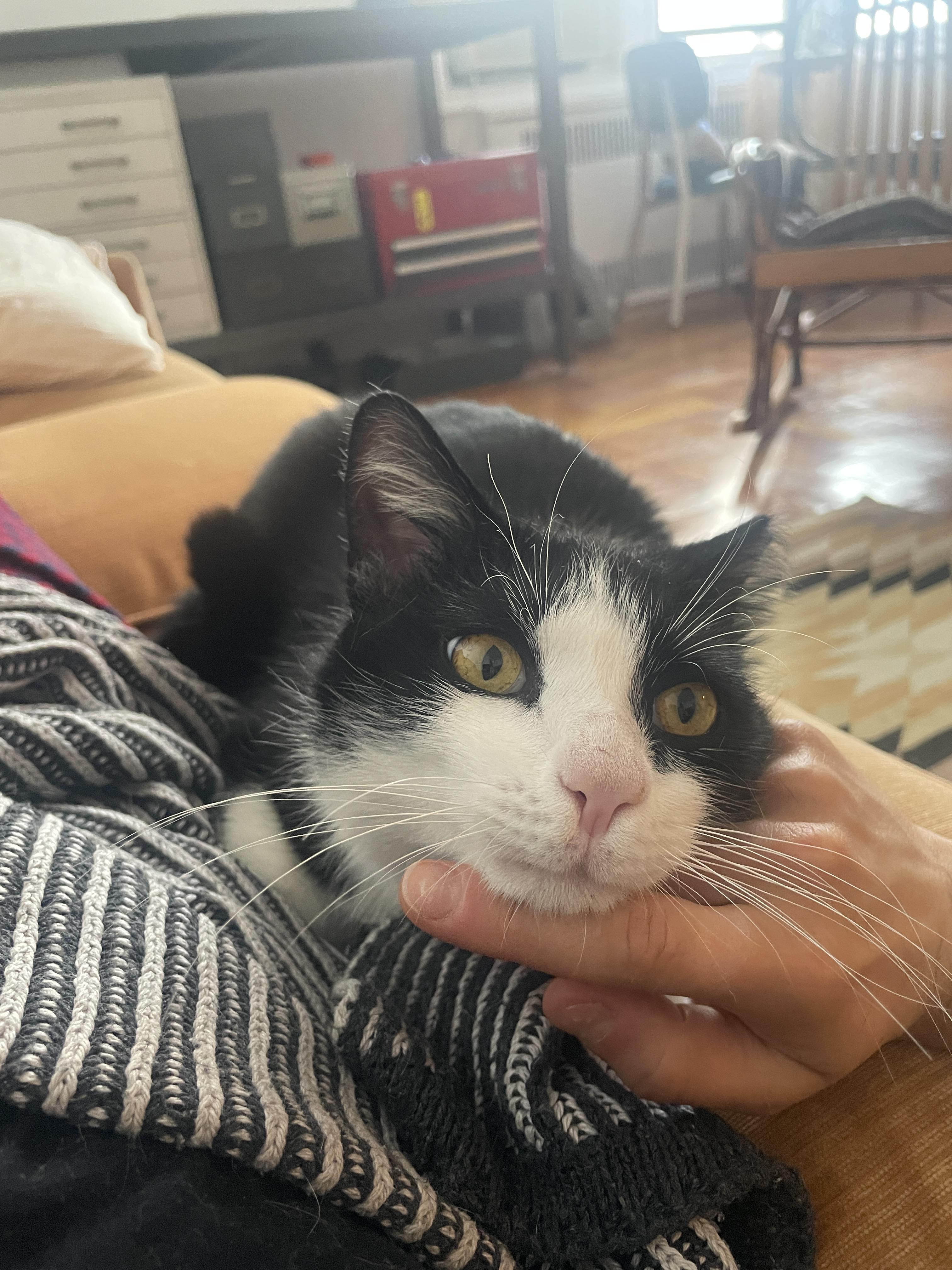 Hetfield , an adopted Domestic Short Hair in Brooklyn, NY image 3/6