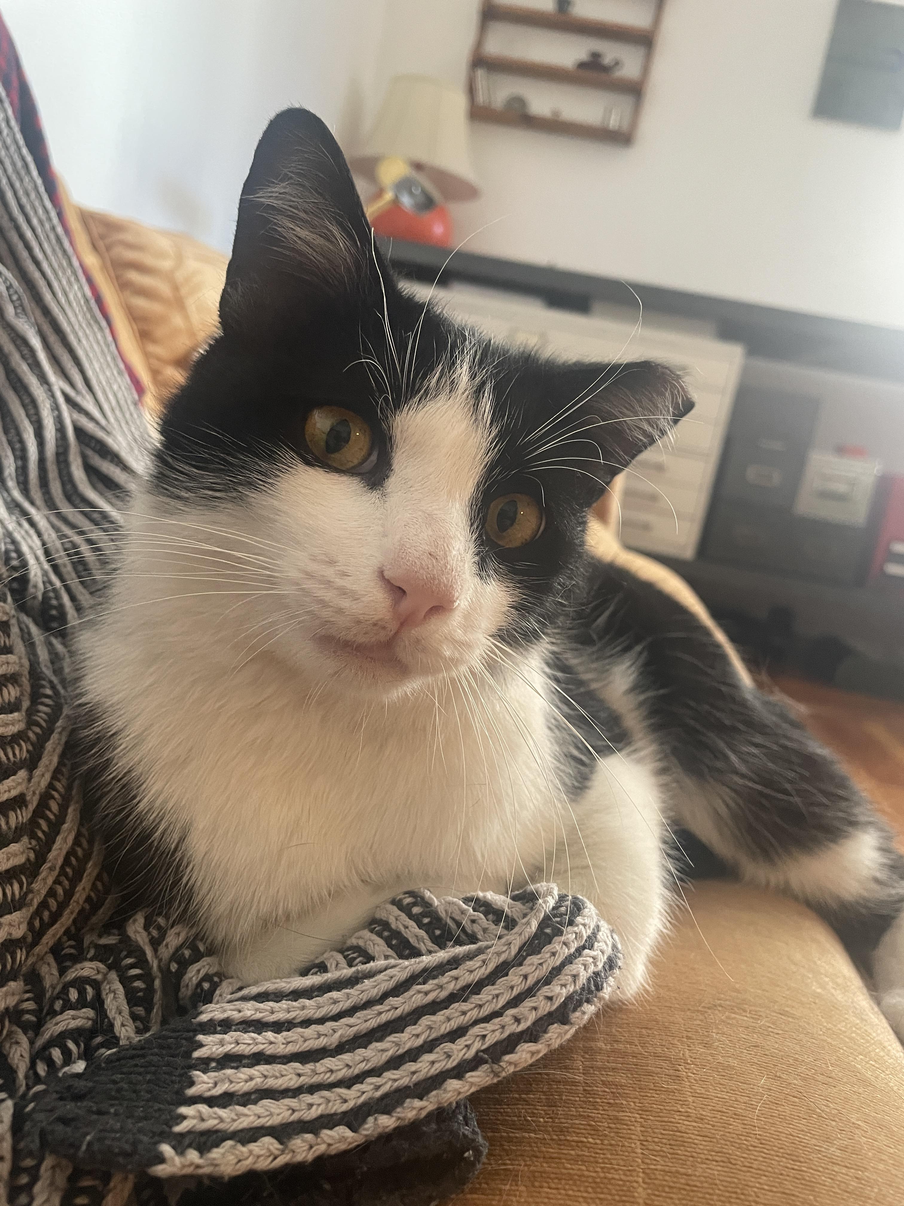 Hetfield , an adopted Domestic Short Hair in Brooklyn, NY image 4/6