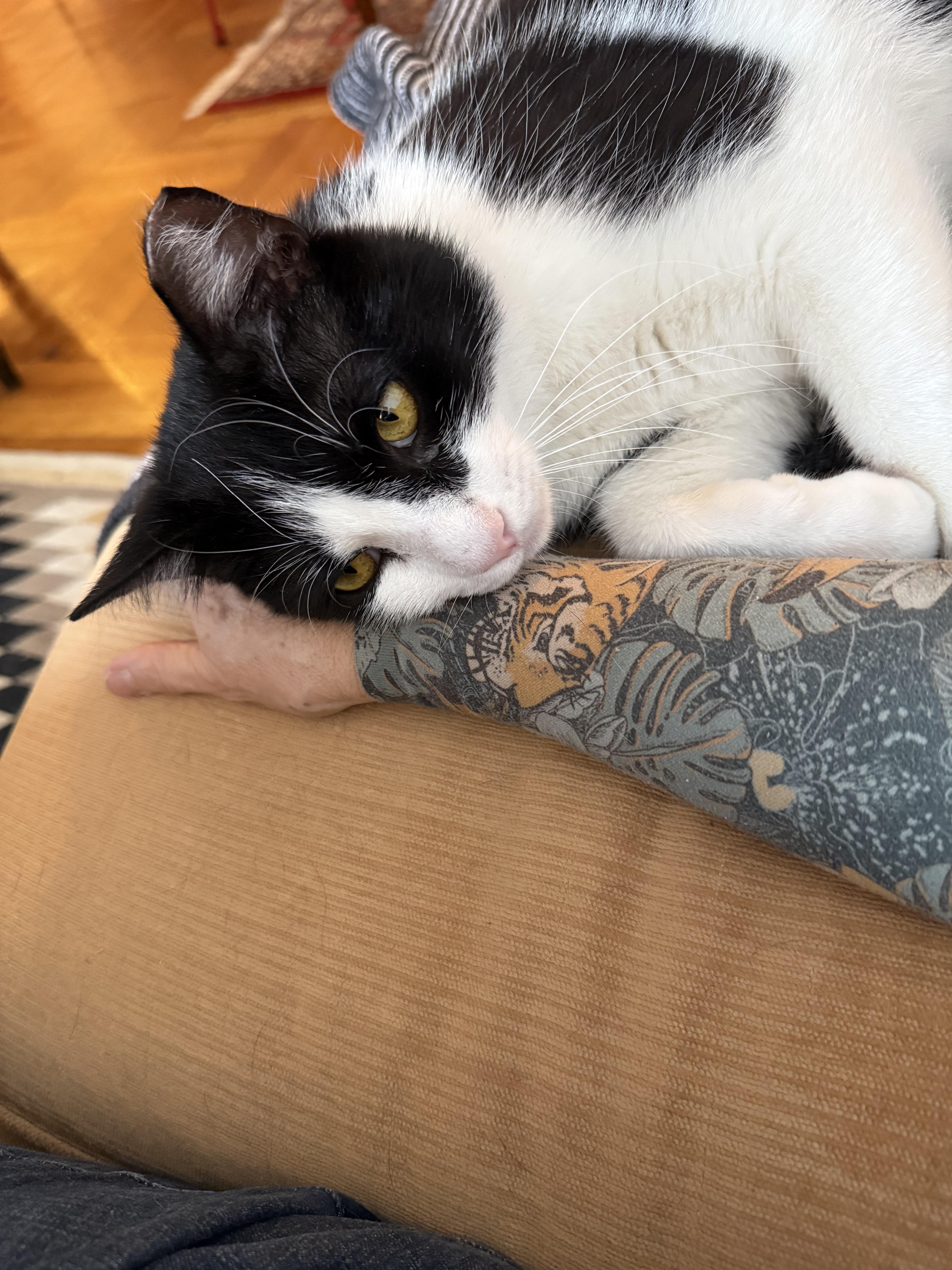 Hetfield , an adopted Domestic Short Hair in Brooklyn, NY image 5/6