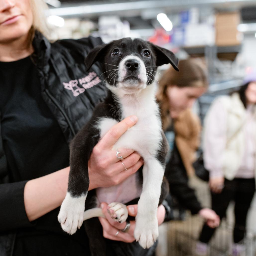 Latte, Adoptable, Puppy Female Shepherd.