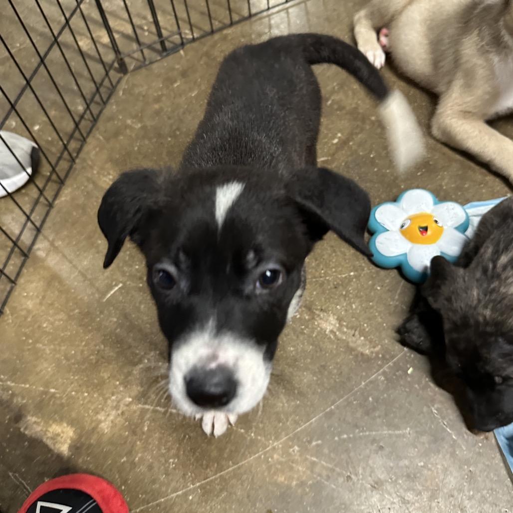 Latte, Adoptable, Puppy Female Shepherd.