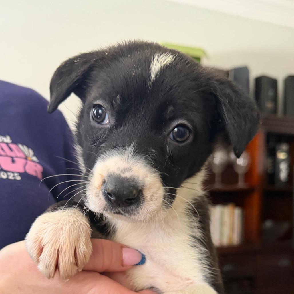 Enlarge Latte, a Adoptable Shepherd in West Chester, PA image 2/6