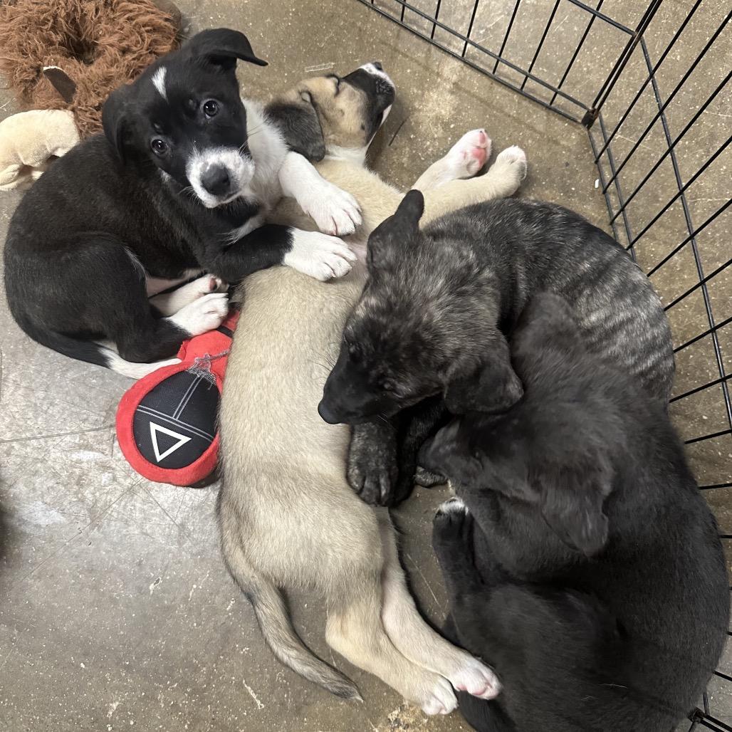 Enlarge Latte, a Adoptable Shepherd in West Chester, PA image 3/6