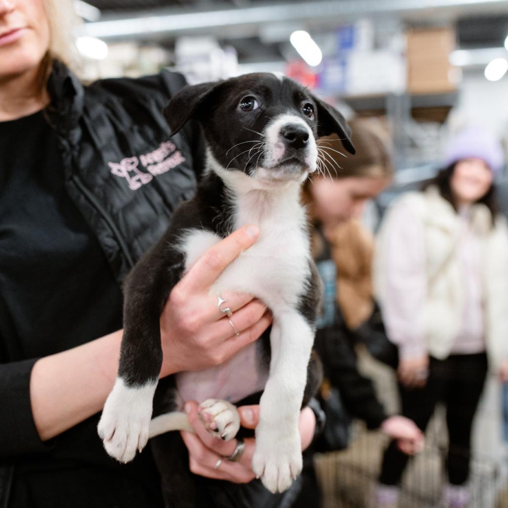 Enlarge Latte, a Adoptable Shepherd in West Chester, PA image 4/6