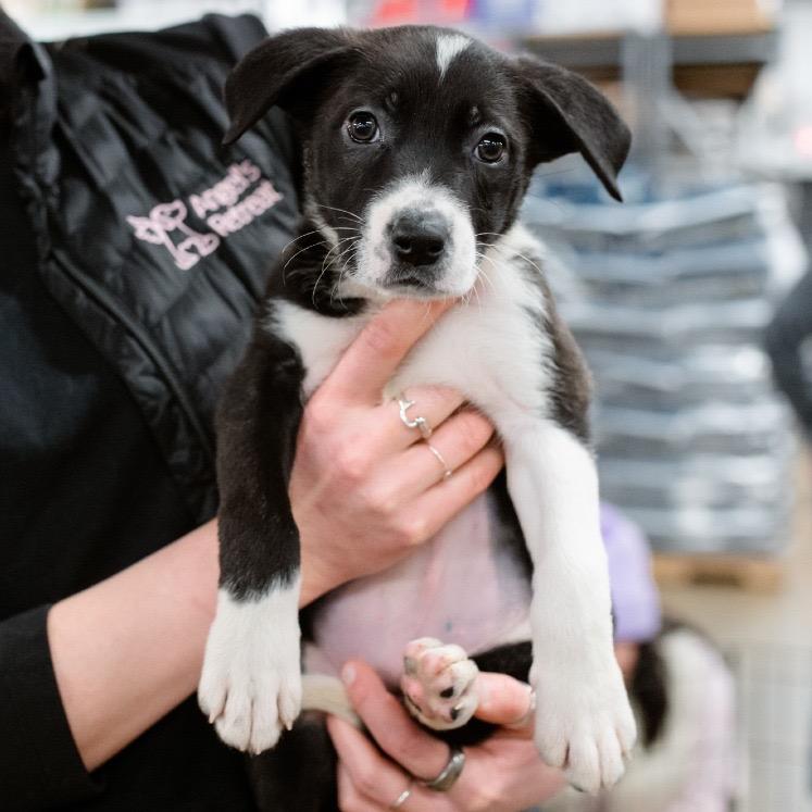 Enlarge Latte, a Adoptable Shepherd in West Chester, PA image 5/6